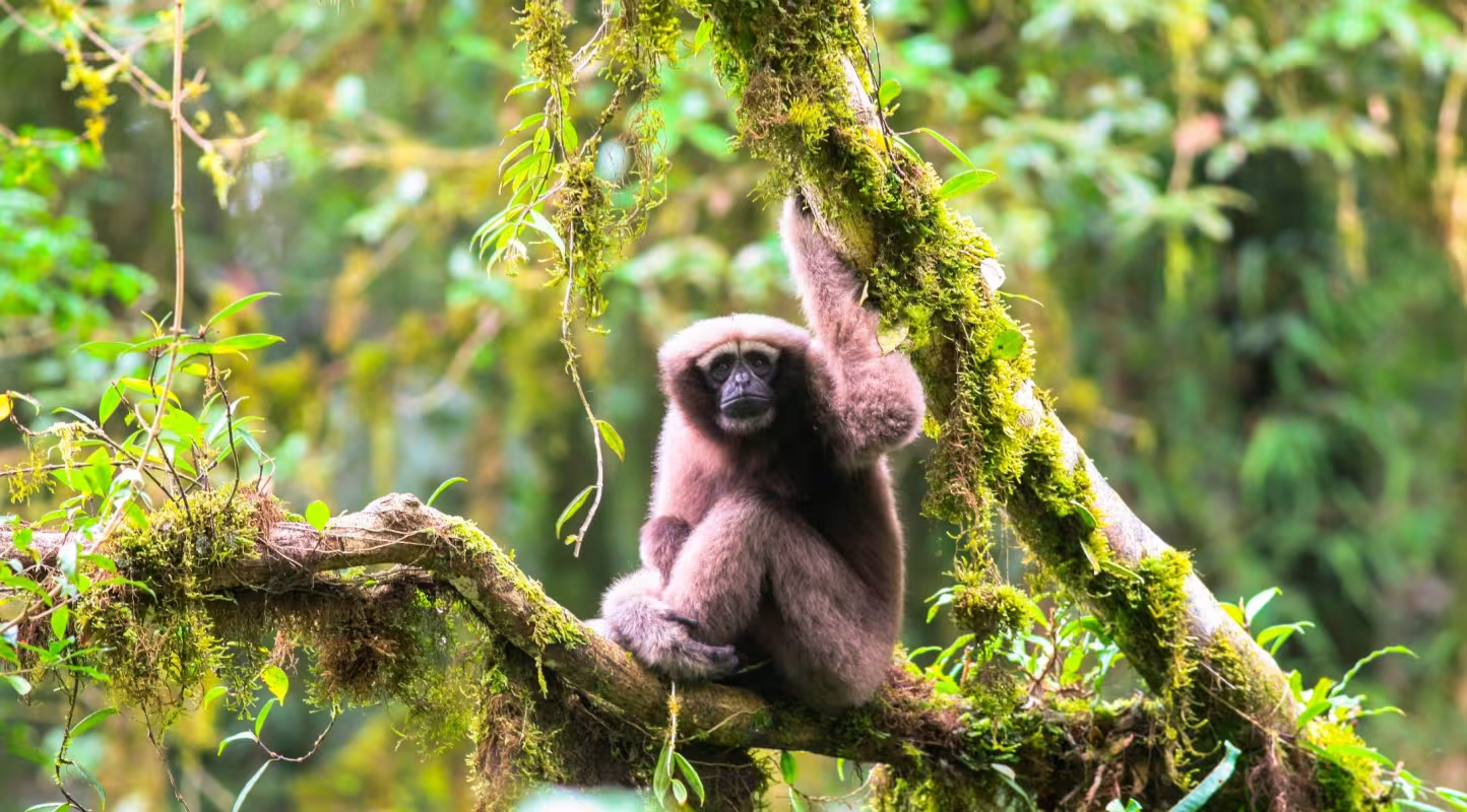 Un Skywalker Hoolock Gibbon découvert au Myanmar en 2017