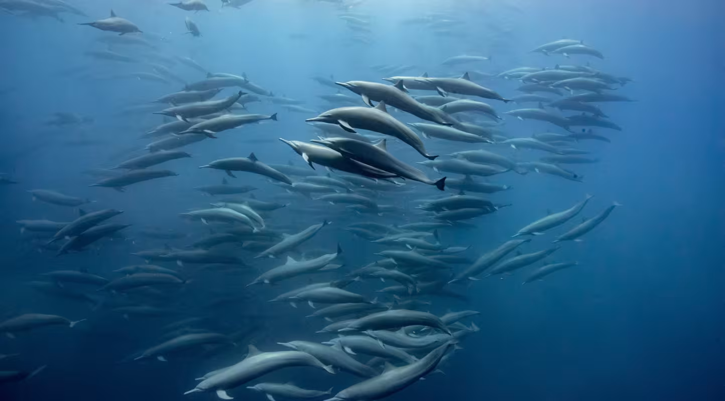 Des dauphins à long bec (Stenella longirostris) au large du Costa Rica