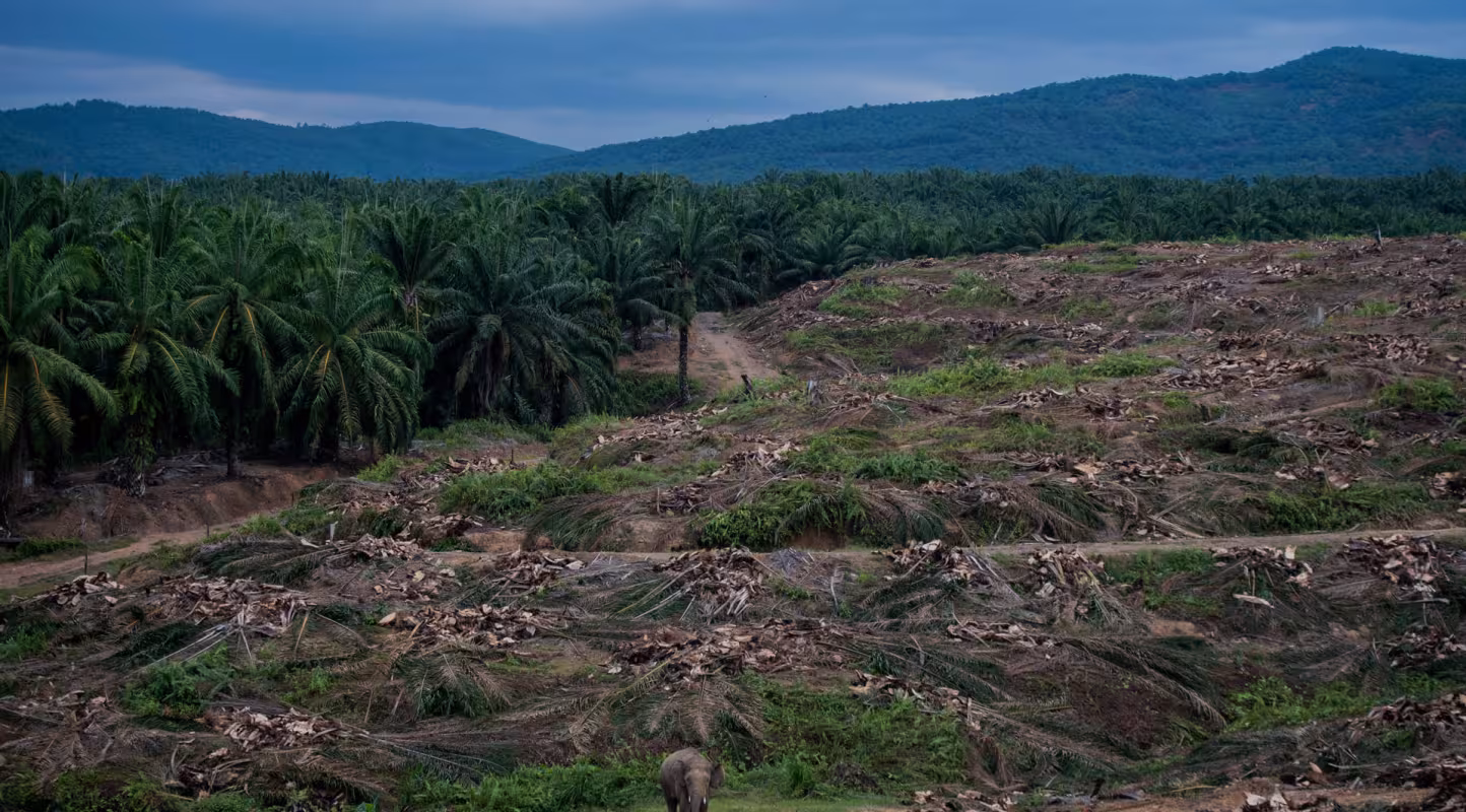 Un éléphant traverse une plantation de palmiers à huile sur l'île de Bornéo