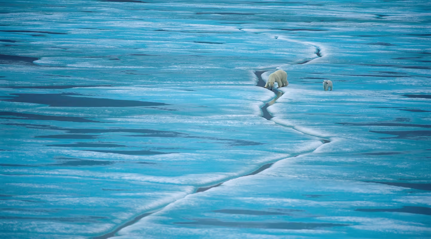 Une mère ours polaire et son petit marchent sur la glace de Baffin Island, Nunavut (Canada)