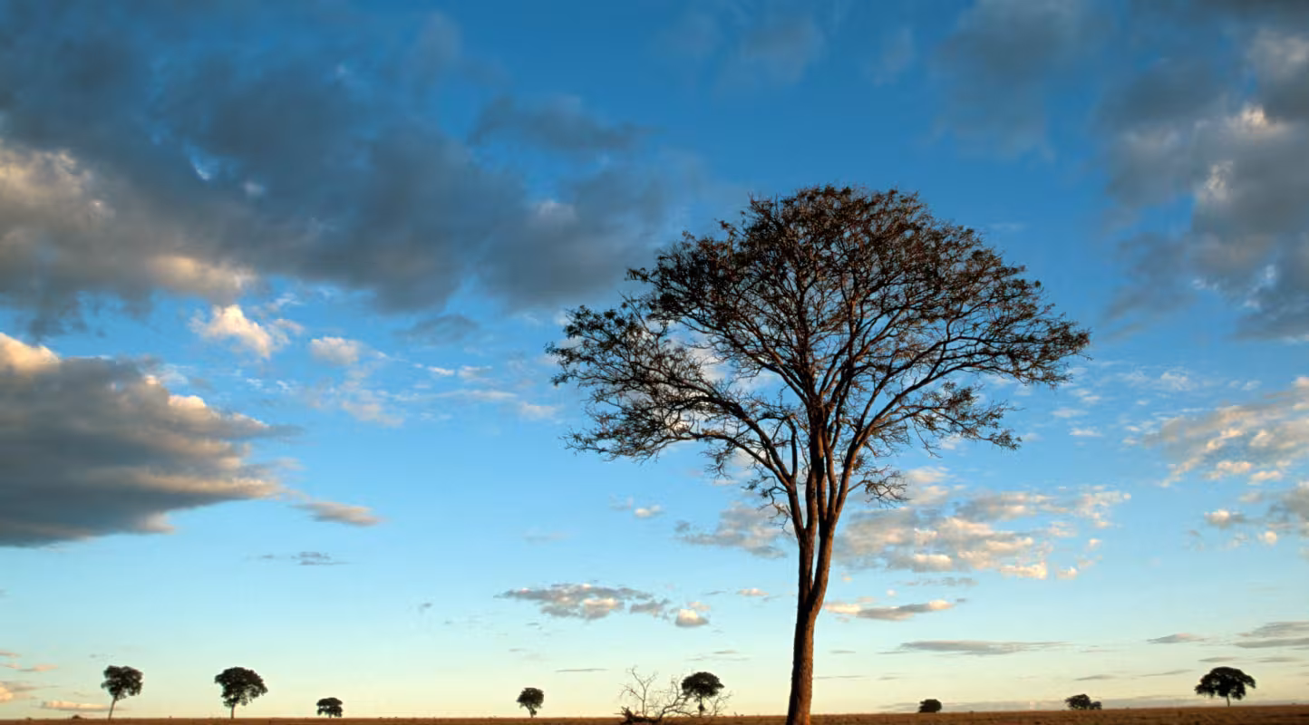 Crépuscule sur le cerrado, une vaste savane dans les hautes terres centrales du Brésil.