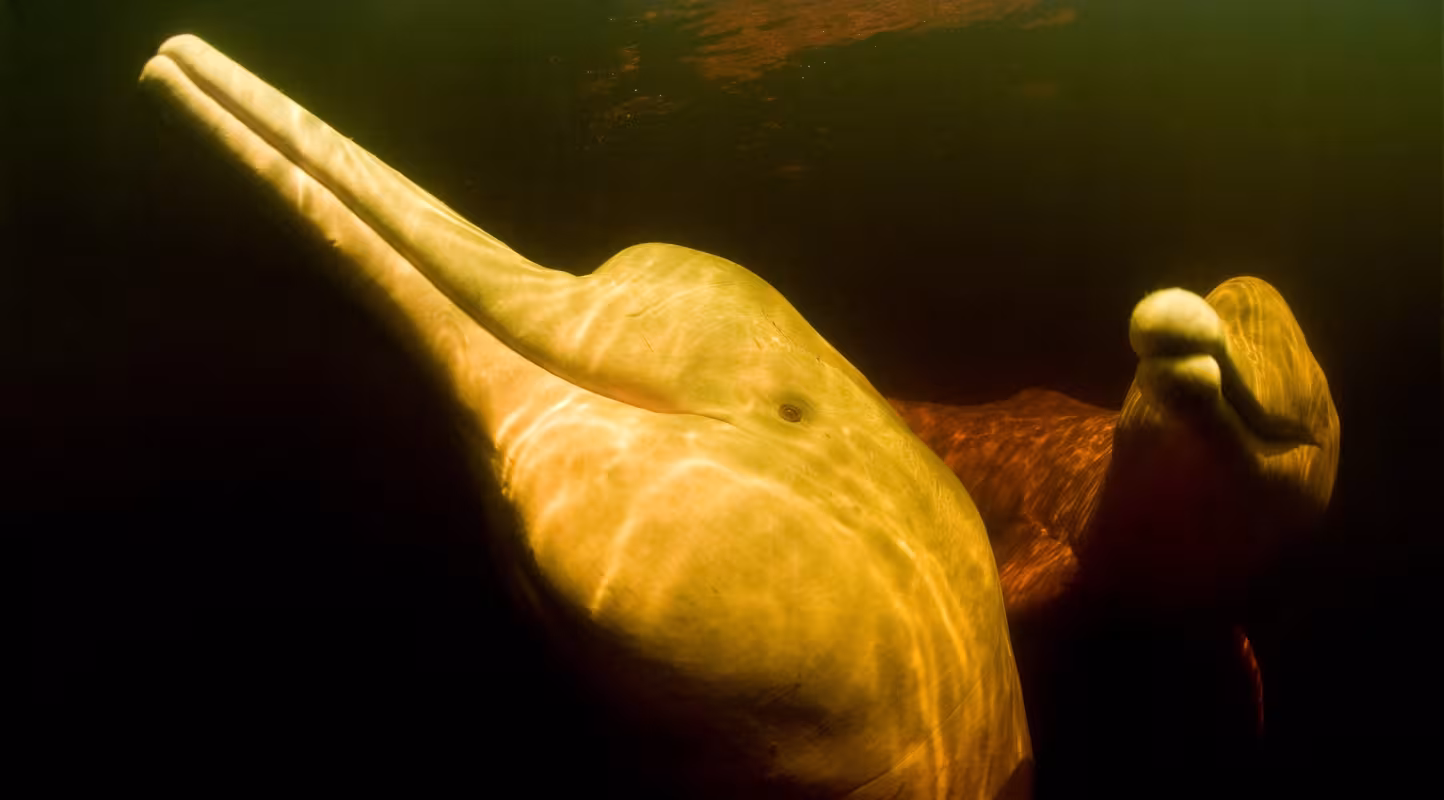 Dauphins roses des rivières d'Amazonie (Inia geoffrensis) au Brésil