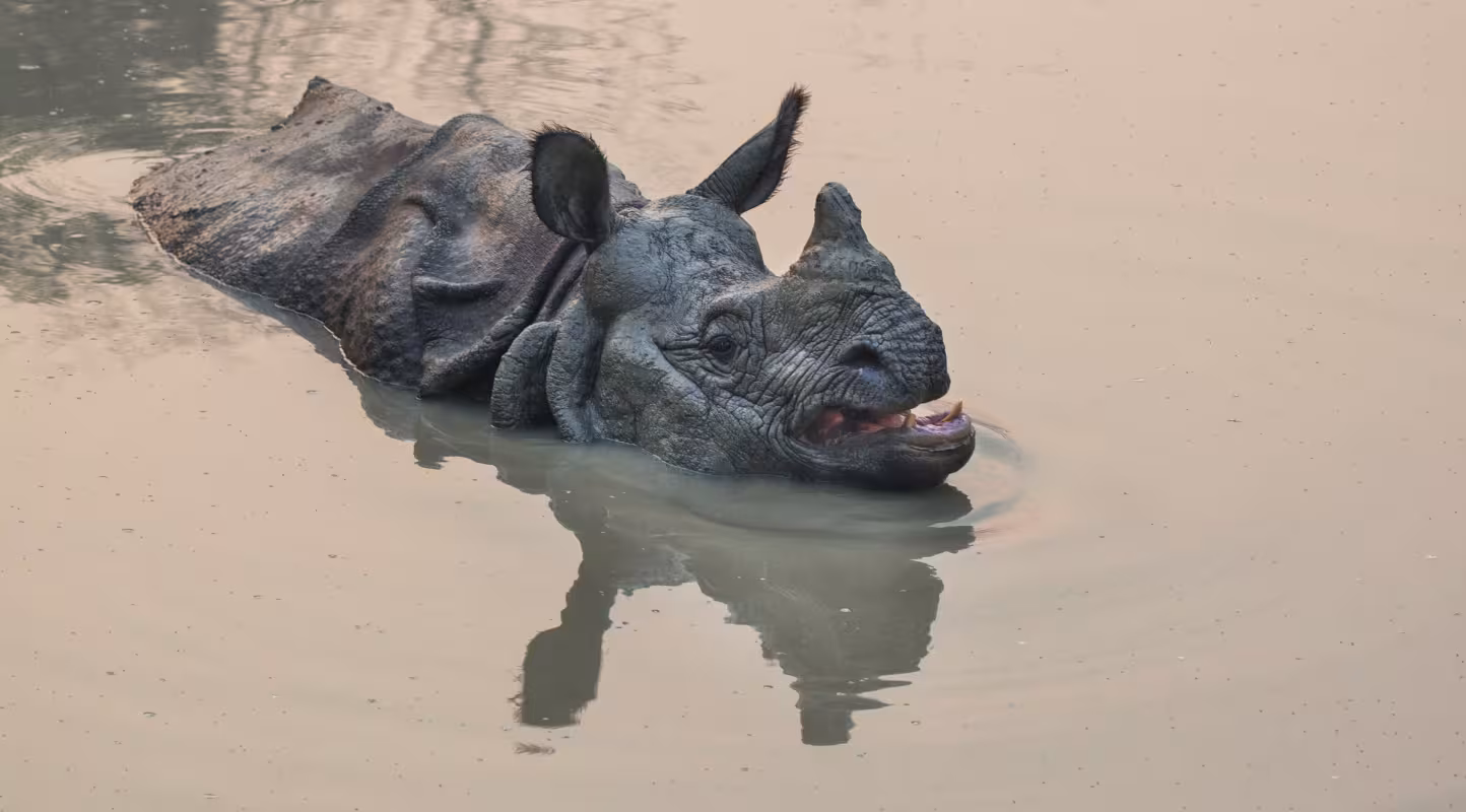 Un rhinocéros à une corne (Rhinoceros unicornis) nageant dans la zone de forêt communautaire de Ghat Amaltari et de la forêt nationale de Chitwan (Népal)