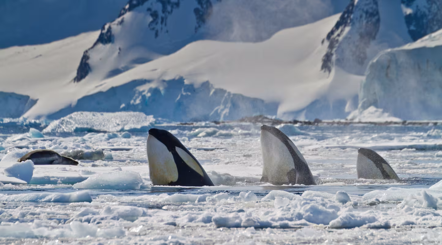 Trois orques (Orcinus orca) tentent de piéger un léopard de mer (Hydrurga leptonyx) sur un iceberg, Chenal Neumayer, Antarctique