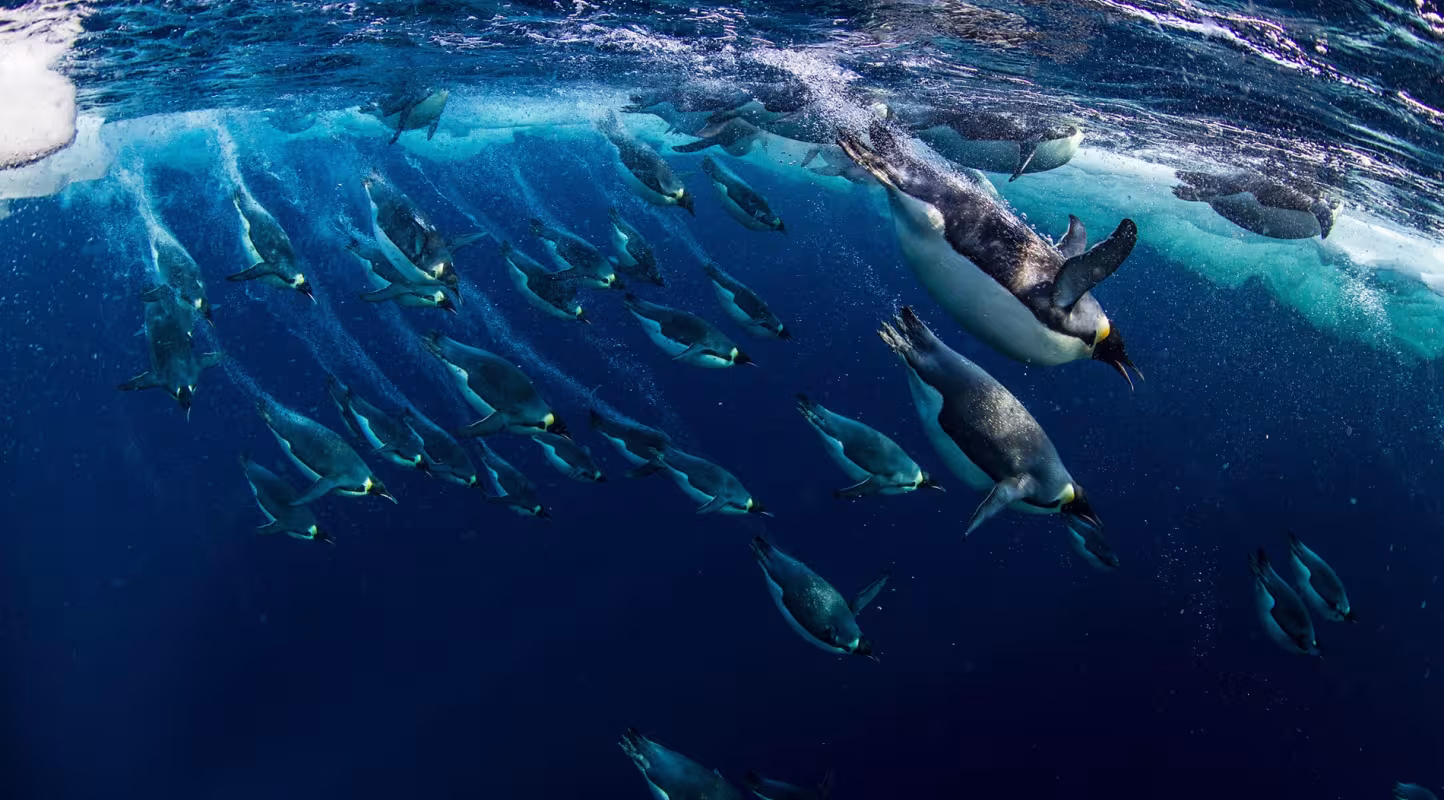 Manchots empereurs (Aptenodytes forsteri), Mer de Ross (Antarctique)