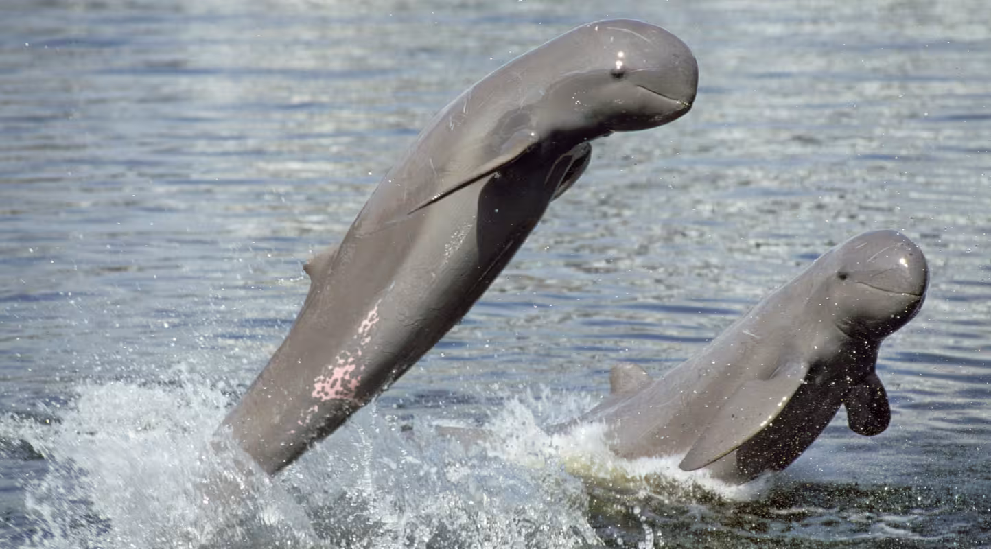 Dauphins de l'Irrawaddy (Orcaella brevirostris), Thaïlande