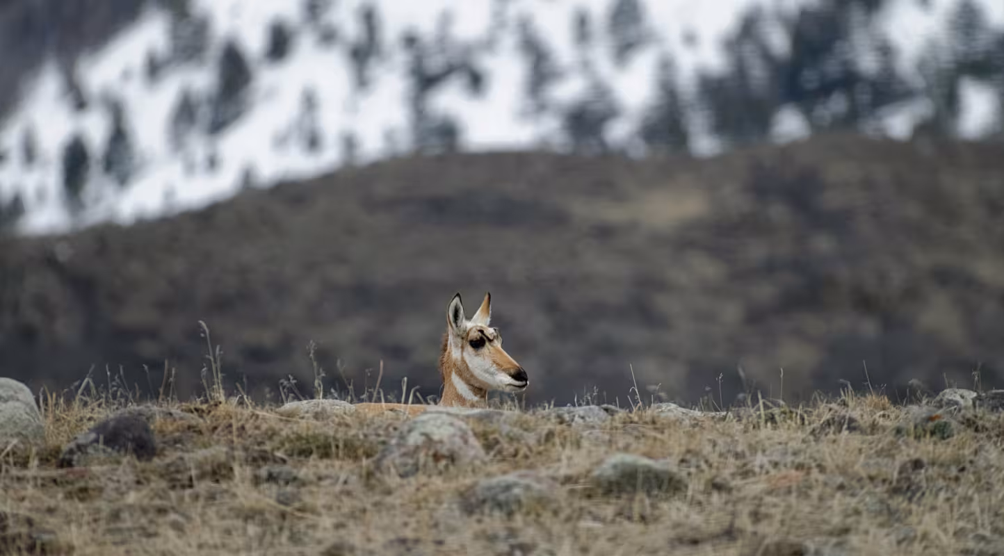 Une antilope d'Amérique dans le parc national de Yellowstone, Etats-Unis