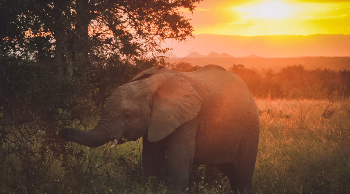 Un éléphant (Loxodonta africana) se déplace à la tombée de la nuit (Afrique du Sud)