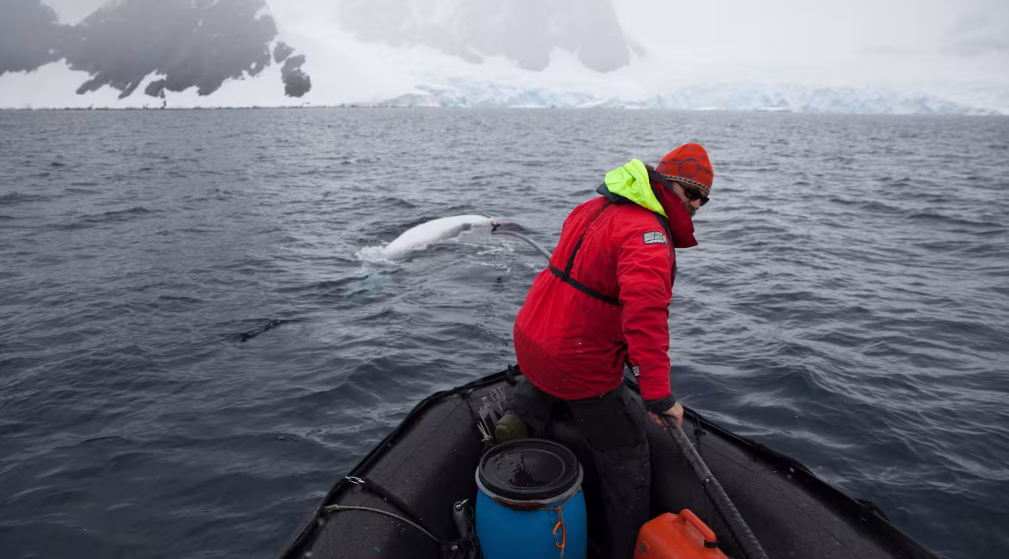 Dr Ari Friedlaender attachant une balise à beleine de Minke (Balaenoptera bonaerensis), Antartique