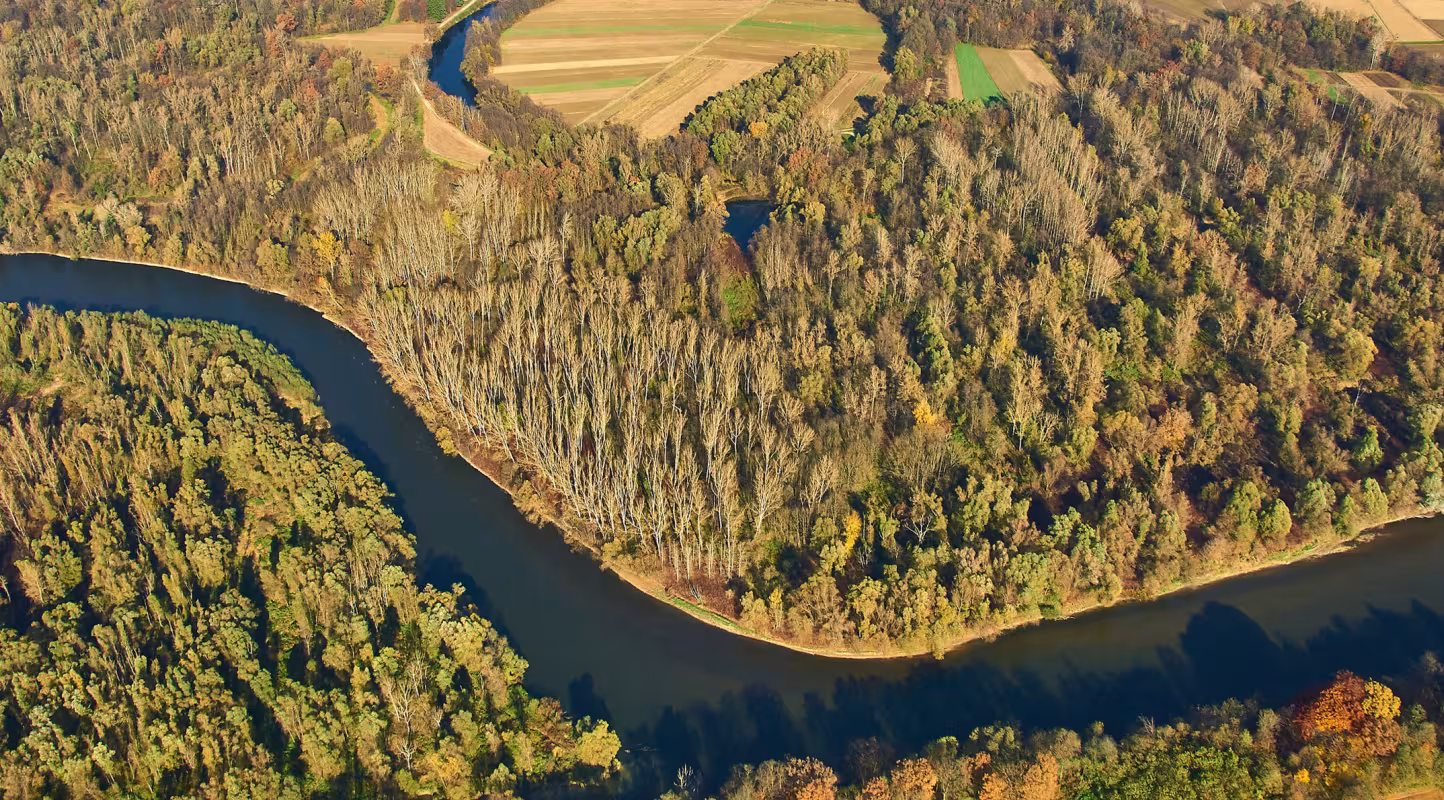 La rivière Mura abrite la plus riche biodiversité de poissons (51 espèces de poissons) et les plus grandes forêts inondables (Slovénie)