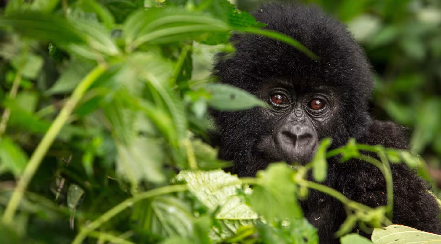 Gorille des montagnes (Gorilla beringei beringei) dans le parc national des Virunga (République Démocratique du Congo)