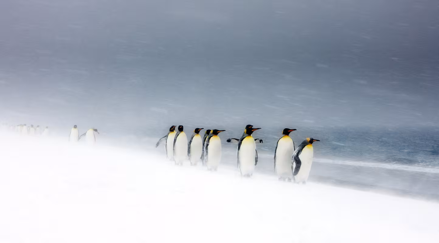 Manchots royaux (Aptenodytes patagonicus) dans le blizzard
