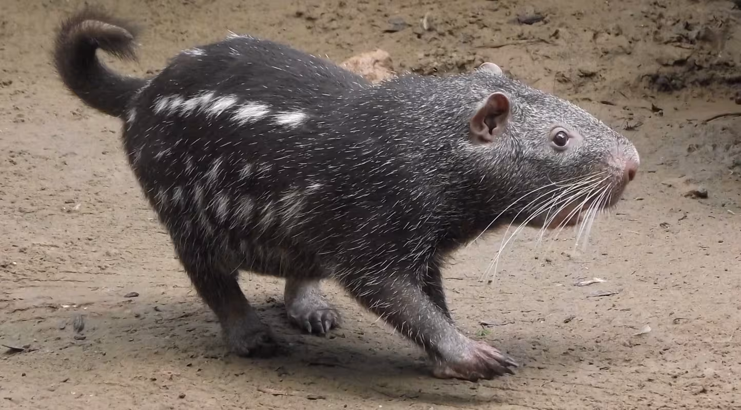 Un pacarana (Dinomys branickii) dans la réserve de Chico Mendes (Brésil)