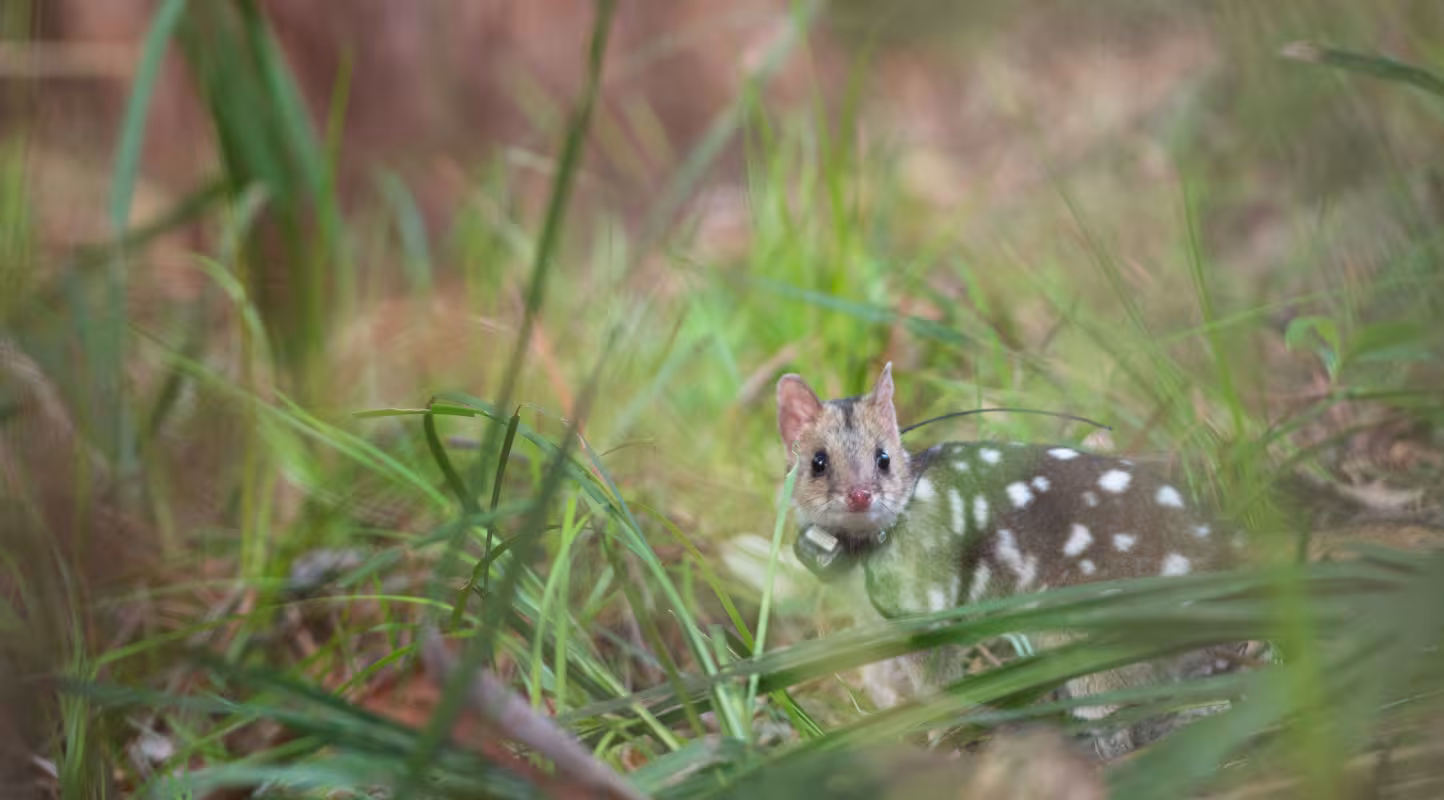 Vue sur un chat marsupial (Dasyurus maculatus) dans les hautes herbes du Parc national Booderee (Australie)