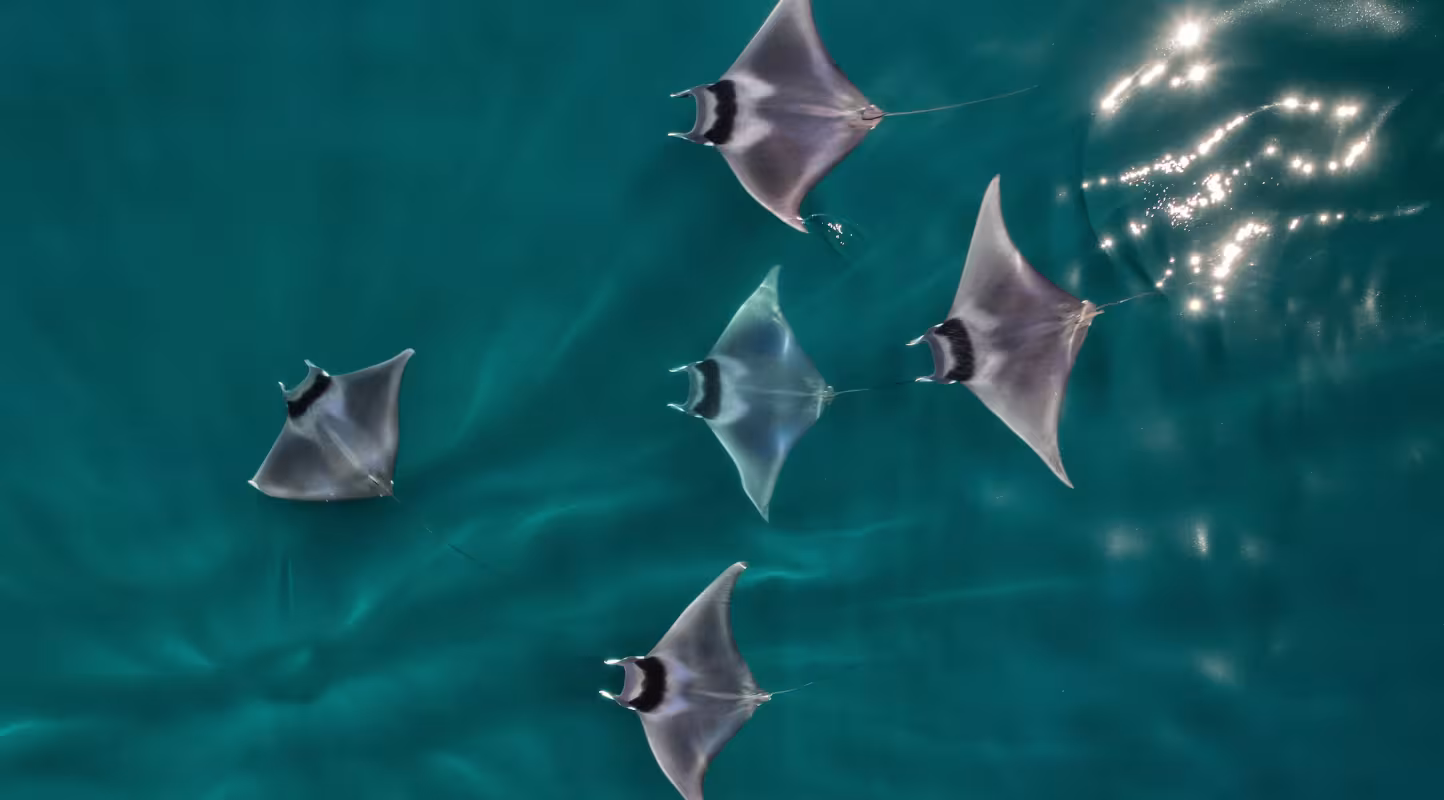 Raies diaboliques à queue épineuse (Mobula mobular) vue aérienne, Basse-Californie, Mexique