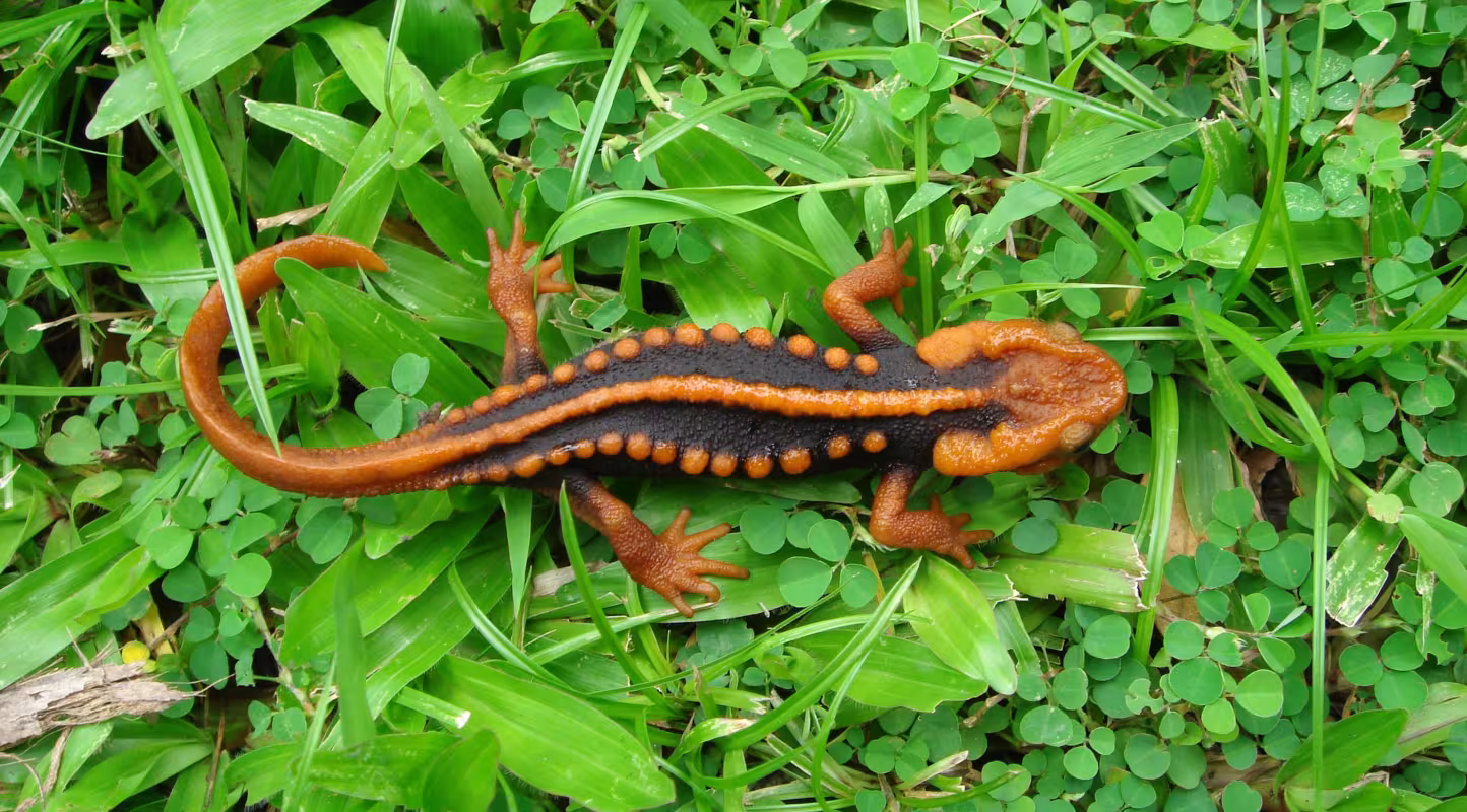 Tylototriton anguliceps, nouvelle espèce découverte à Belize