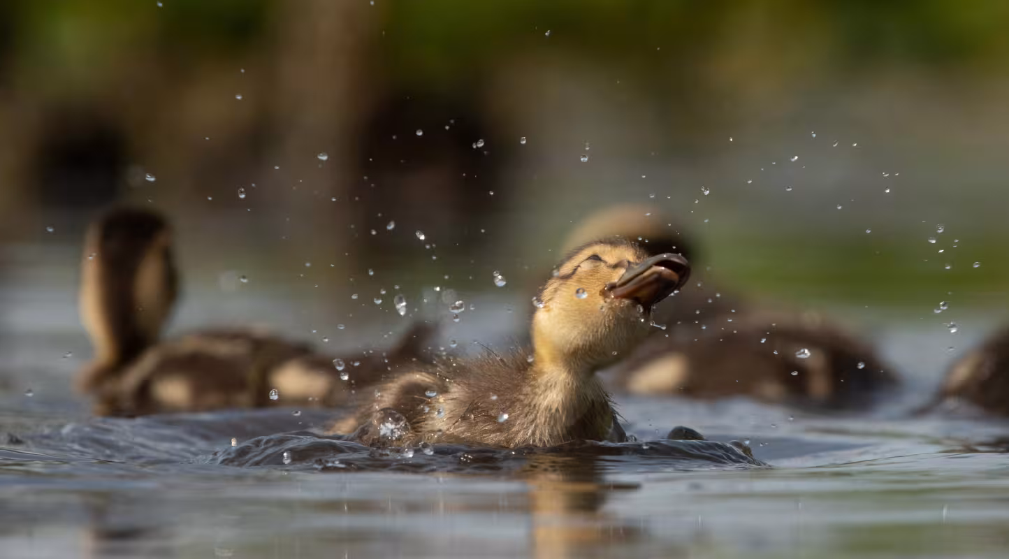 Un caneton colvert (Anas platyrhynchos) 