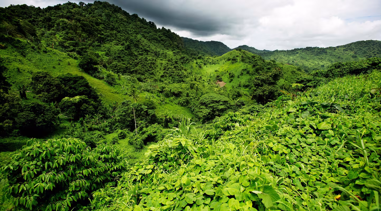 Forêt fidjienne