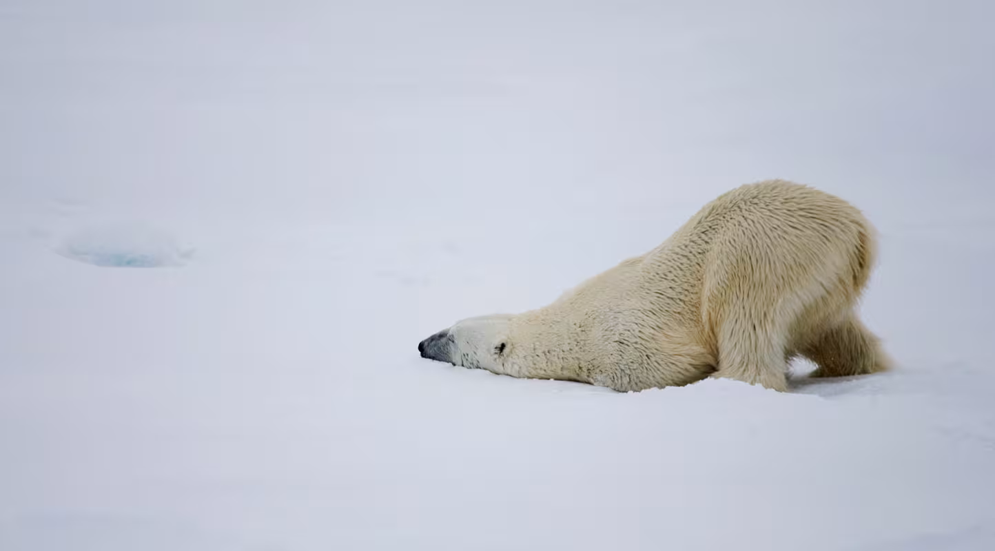 Ours polaire