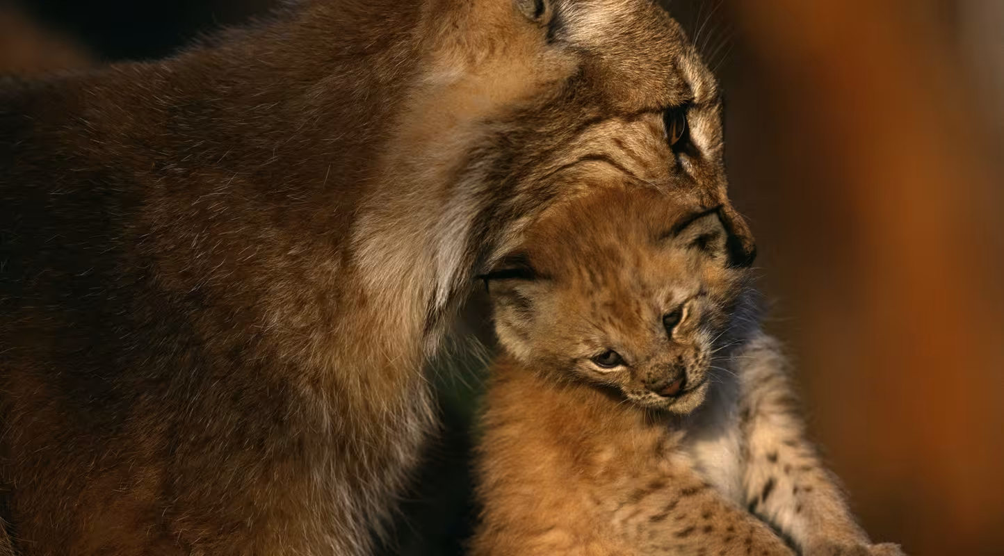 Lynx en captivité,Langedrag, Norvège