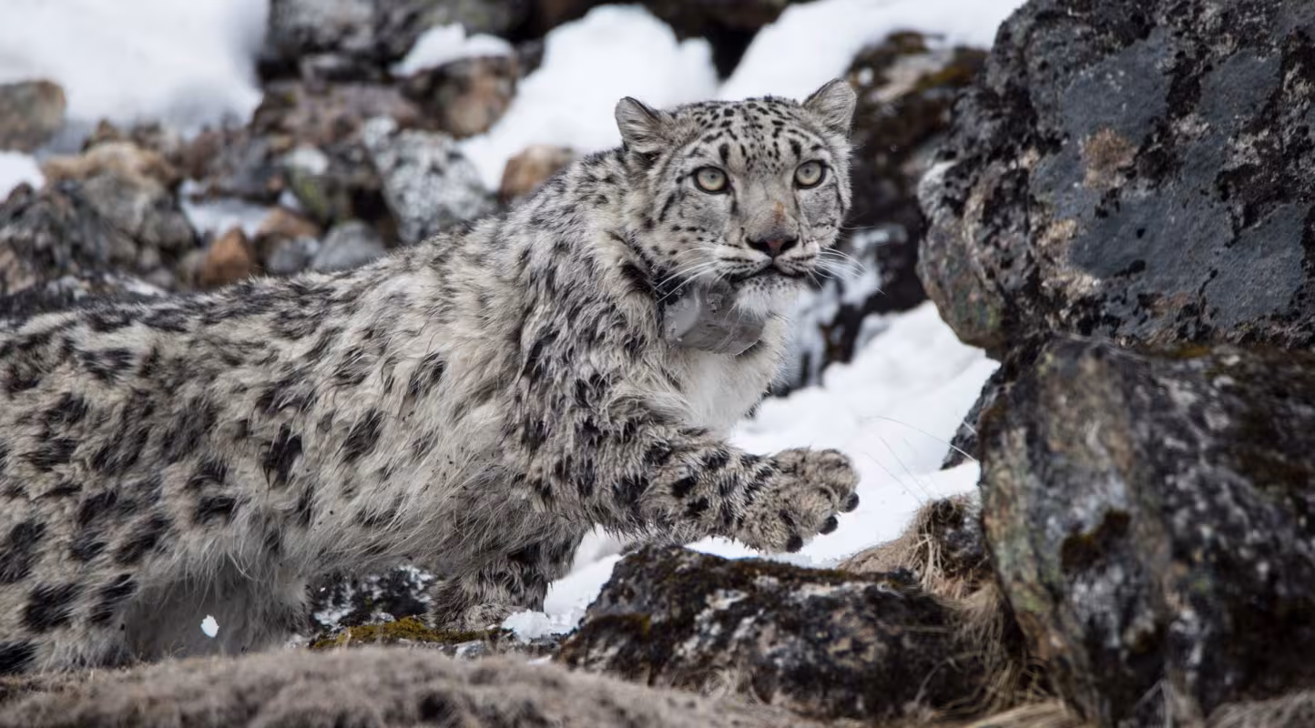 Yalung, 4ème panthère des neiges a s'être fait posé un collier satellite, Kangchenjunga Conservation Area on 8 May 2017 (Népal)