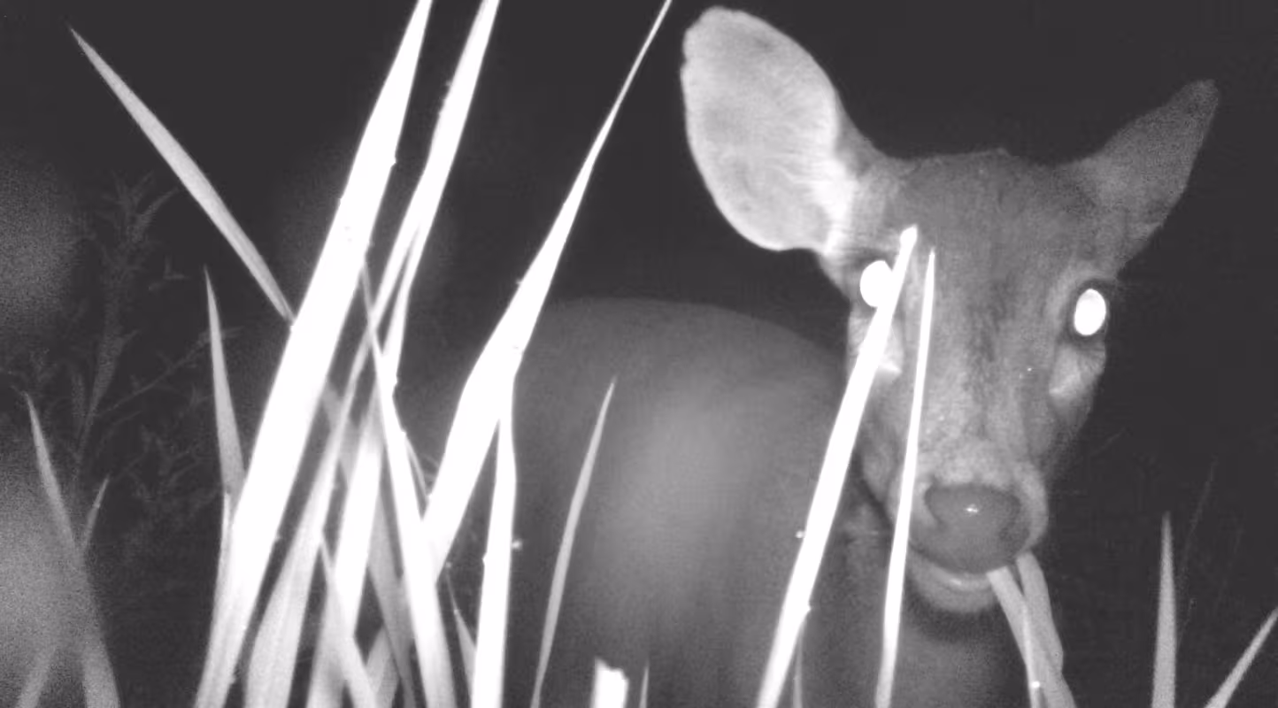Camera trap cerf-cochon grand Mékong