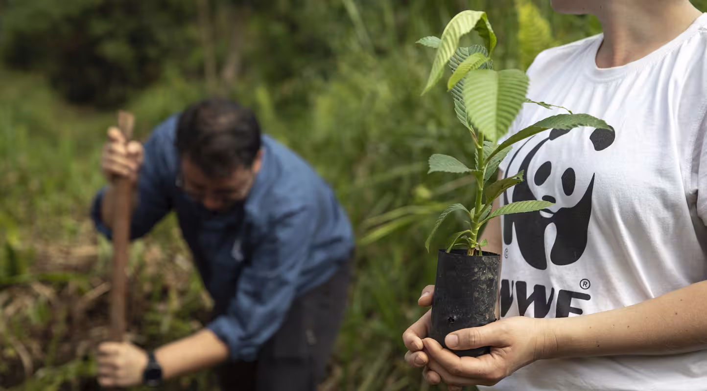 Annika Terrana et Nicholas Fong, employés du WWF, plantent un semis dans le Sabah Softwoods, Sabah, Bornéo, Malaisie