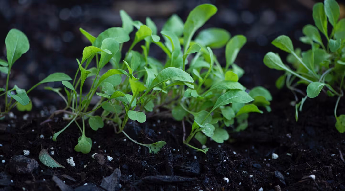 Des pousses de salades en terre