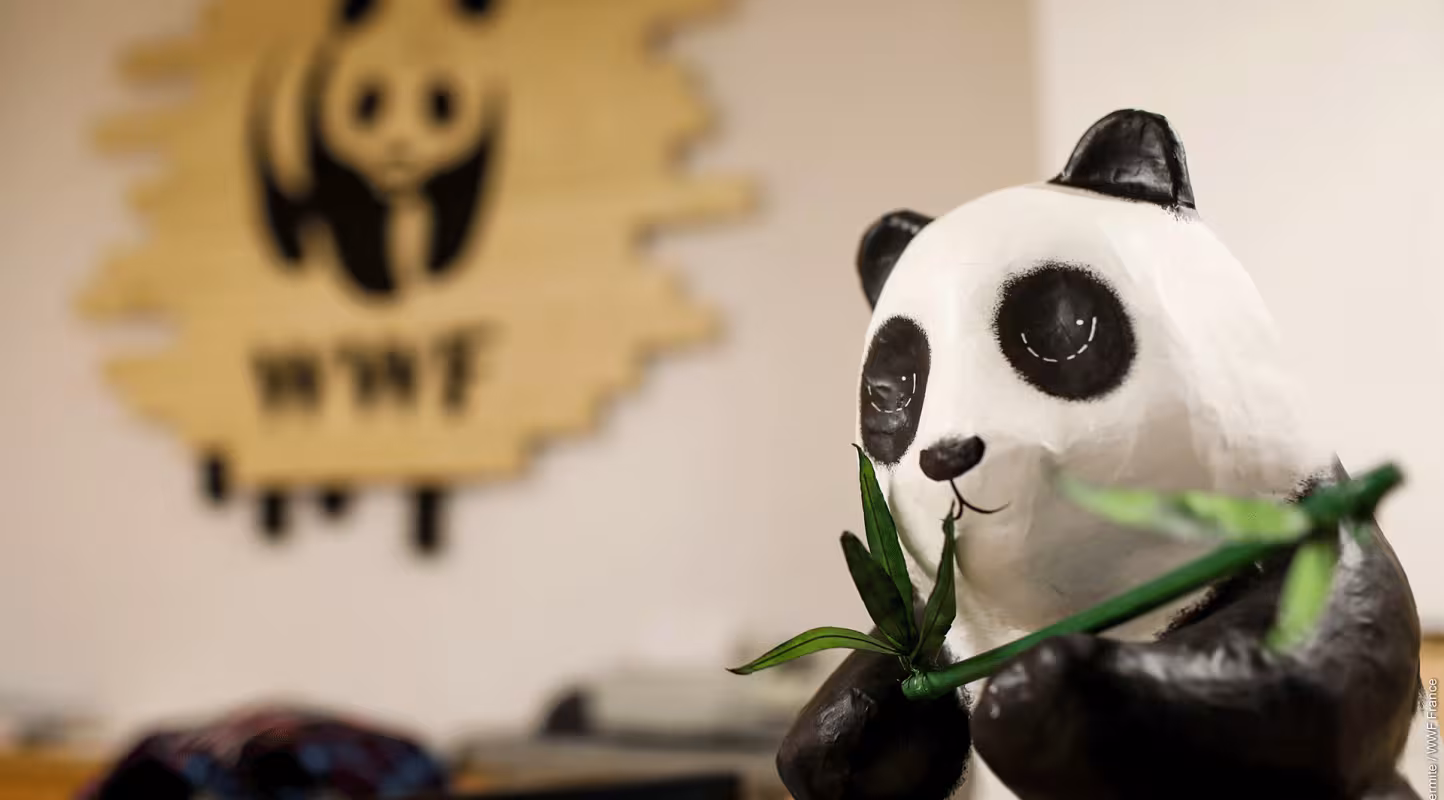 La figurine du panda dans les locaux du WWF France