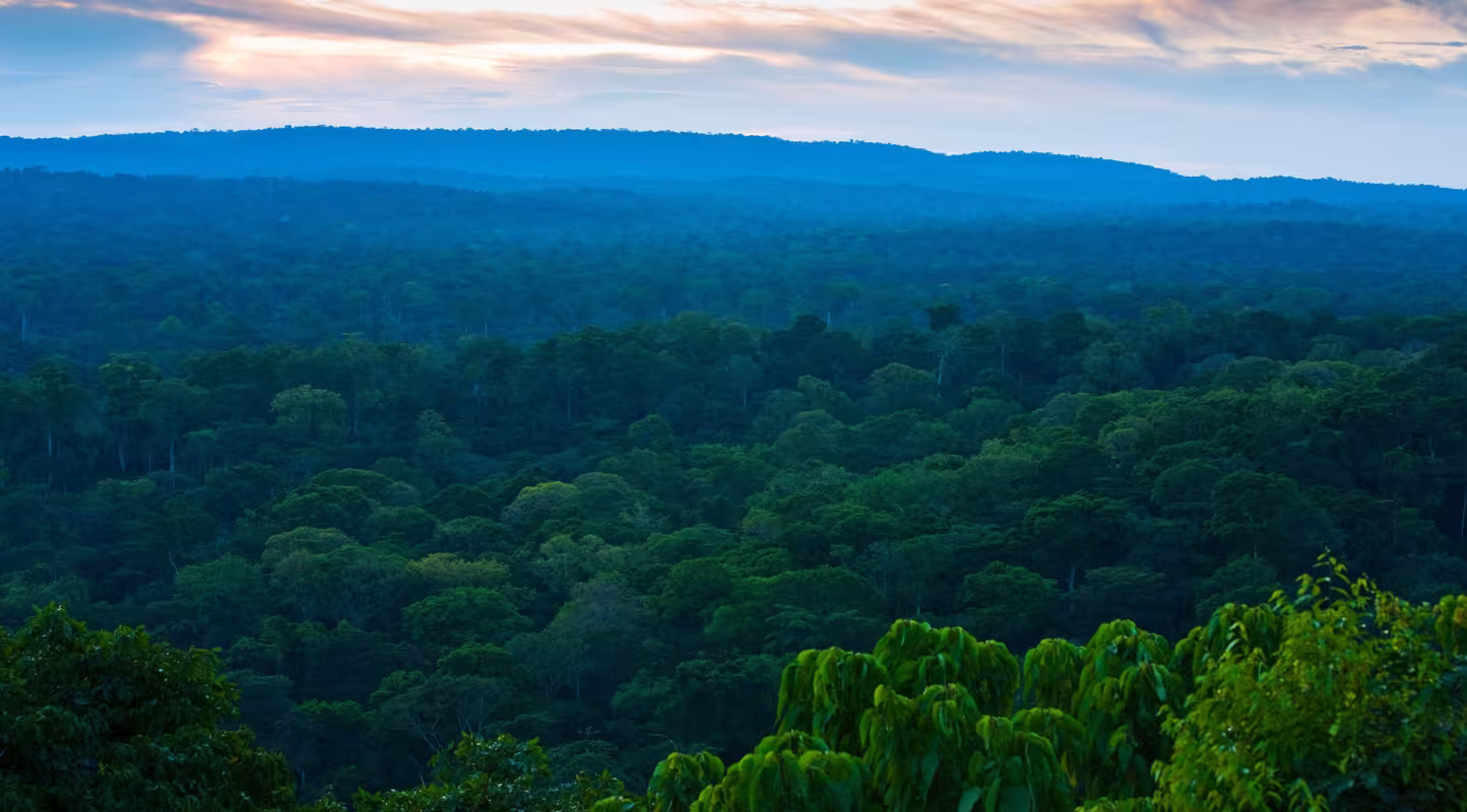 Forêt dans le bassin du Congo