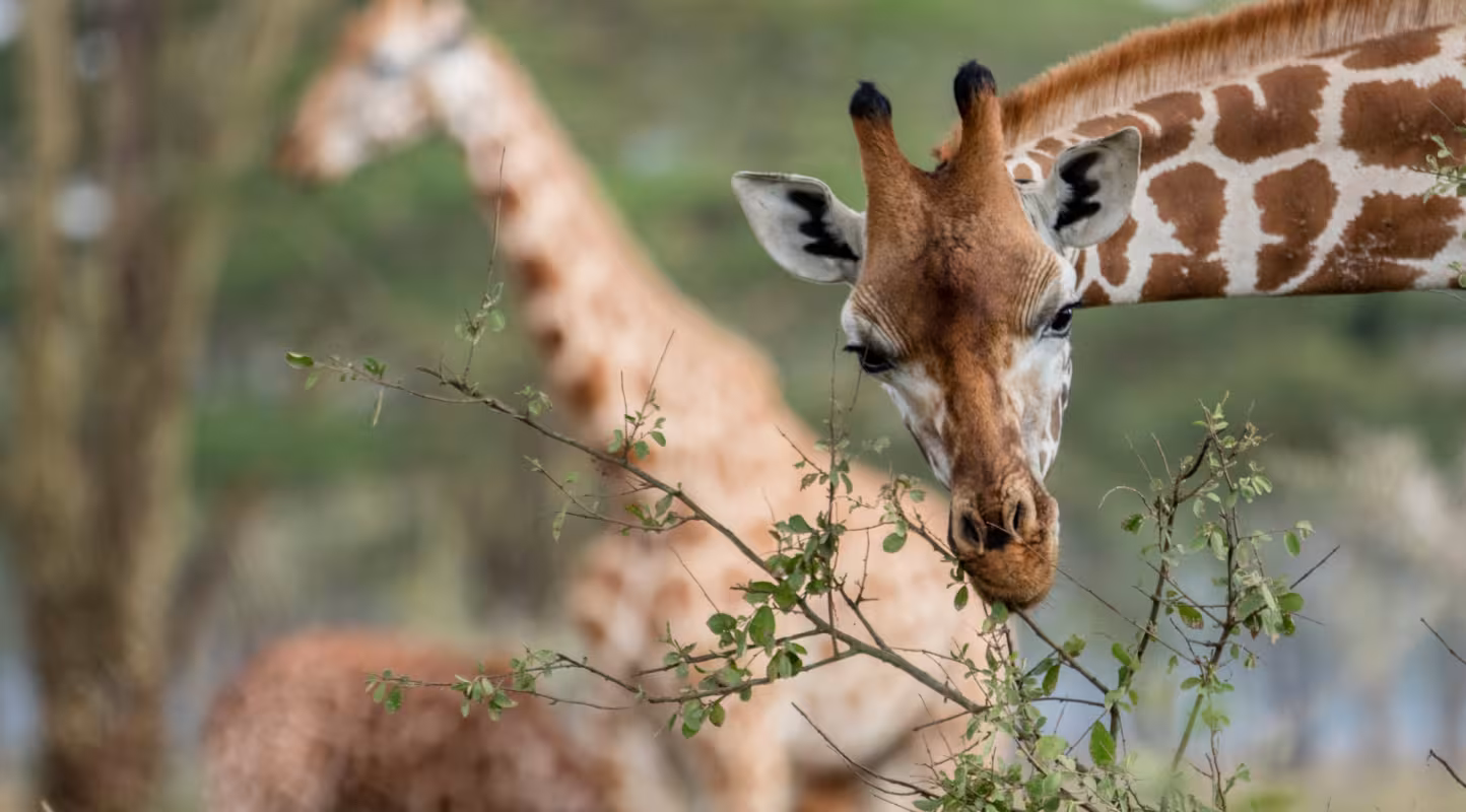 Girafe dans un parc national (Kenya)