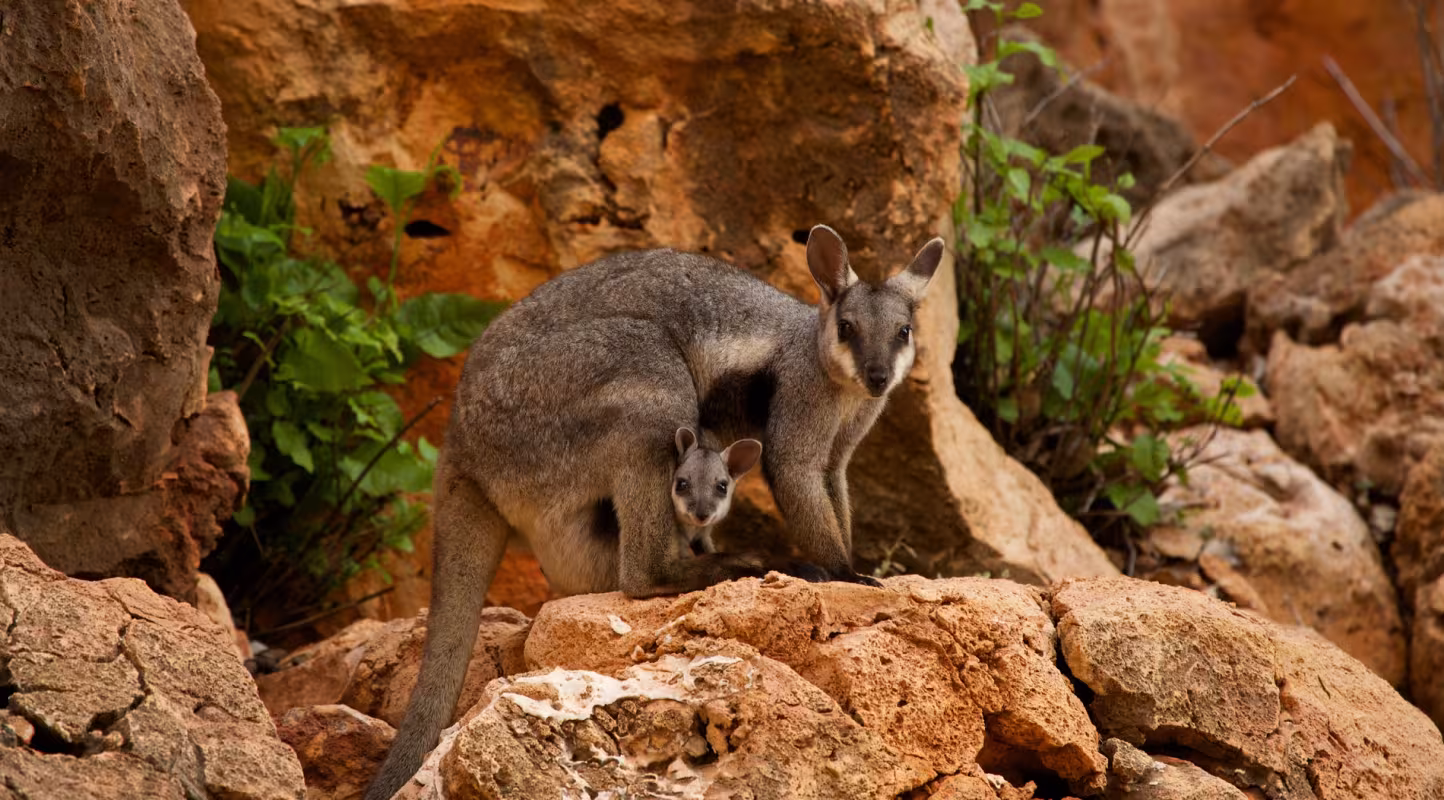 Wallabies des rochers (Petrogale lateralis), Australie occidentale