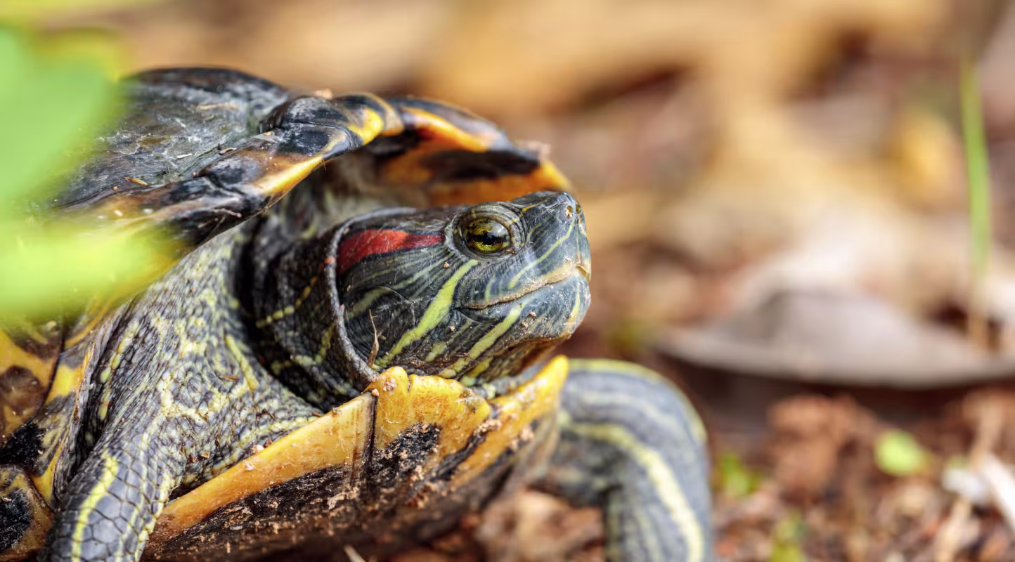 Trachemys scripta elegans