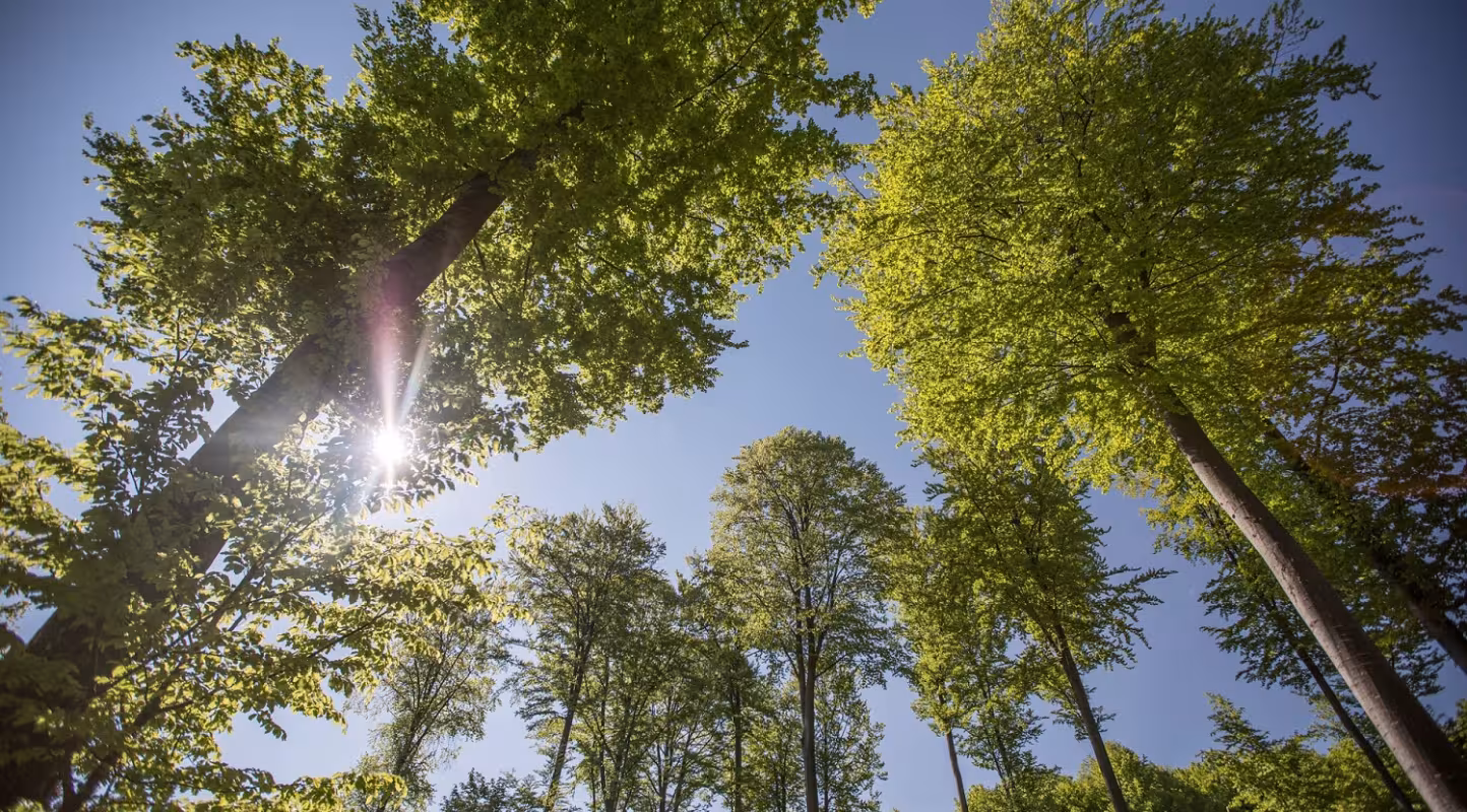 Forêt certifiée FSC