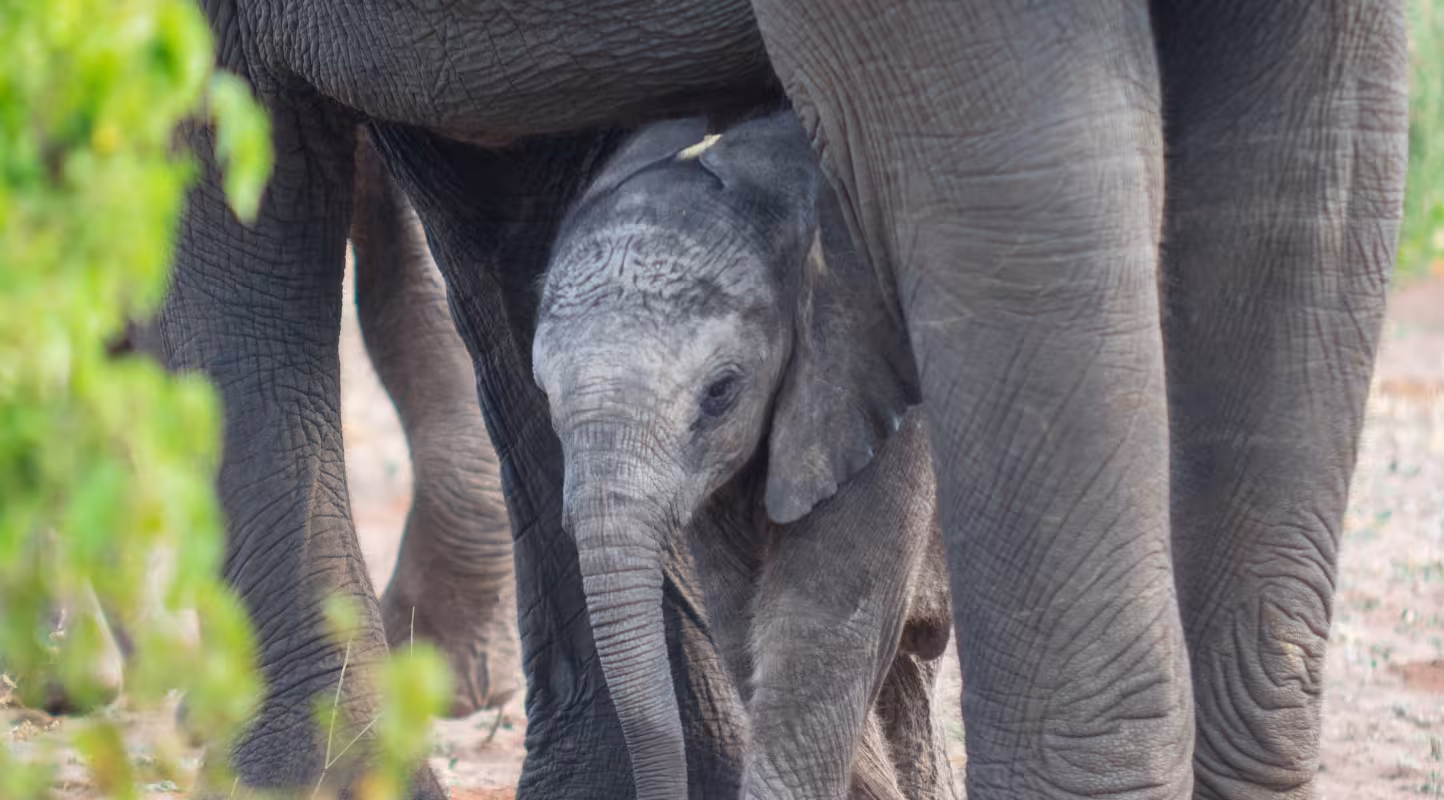 Jeune éléphant dans le Parc national de Chobe, Botswana