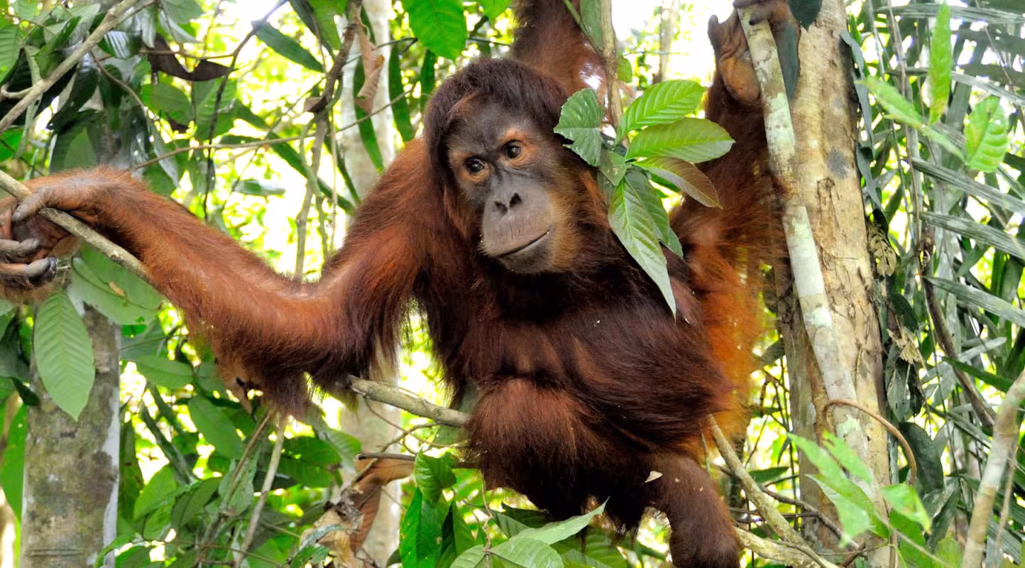 Mâle orang-outan de Sumatra réintroduit à Jambi, île de Sumatra, Indonésie