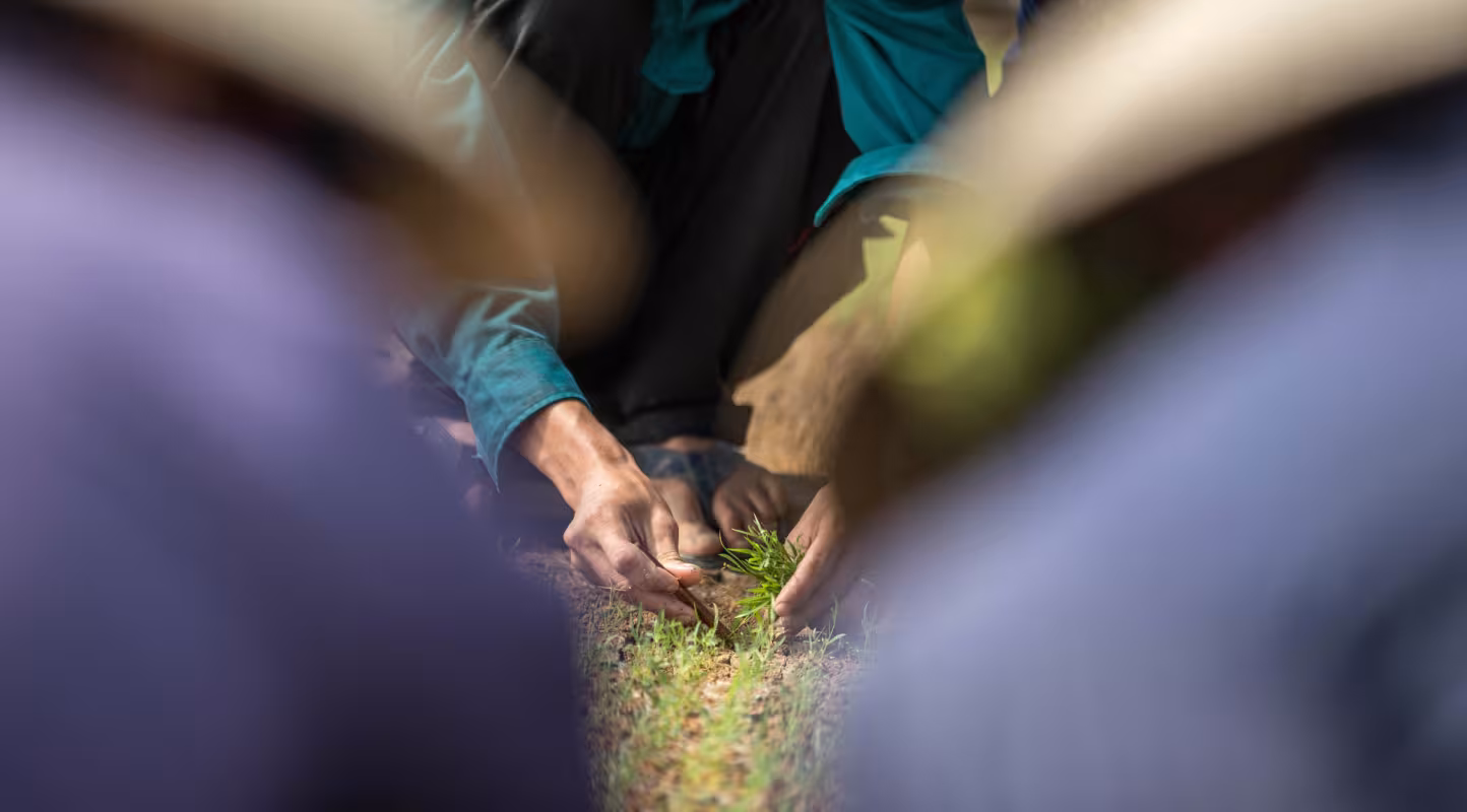 La pépinière de jeunes plants de la compagnie forestière Tien Phong, ville de Huong Thuy, Vietnam. Les semis sont produits à partir de cultures de tissus végétaux par micropropagation.