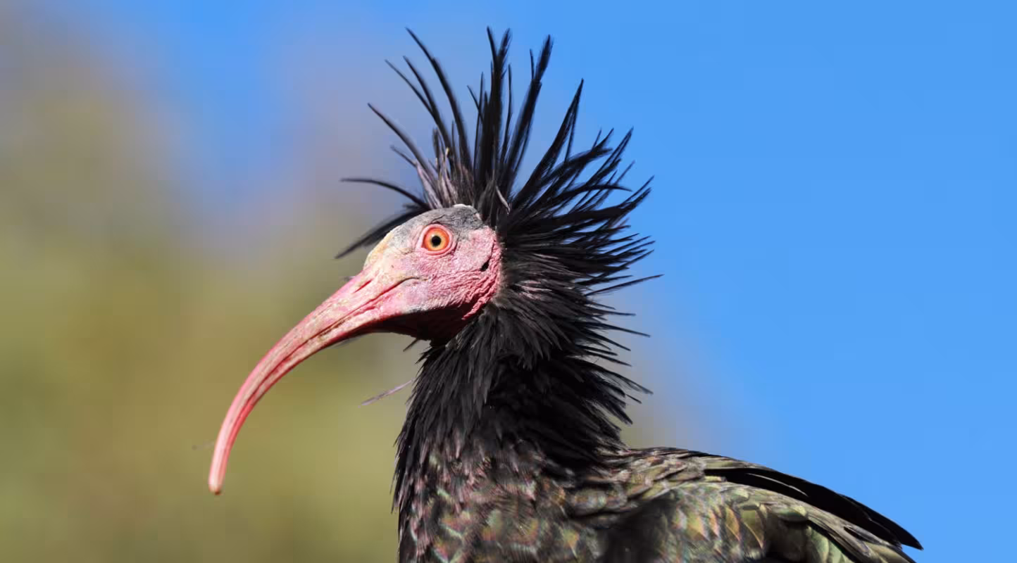 Vue rapprochée sur un ibis chauve (Geronticus eremita) (Allemagne)