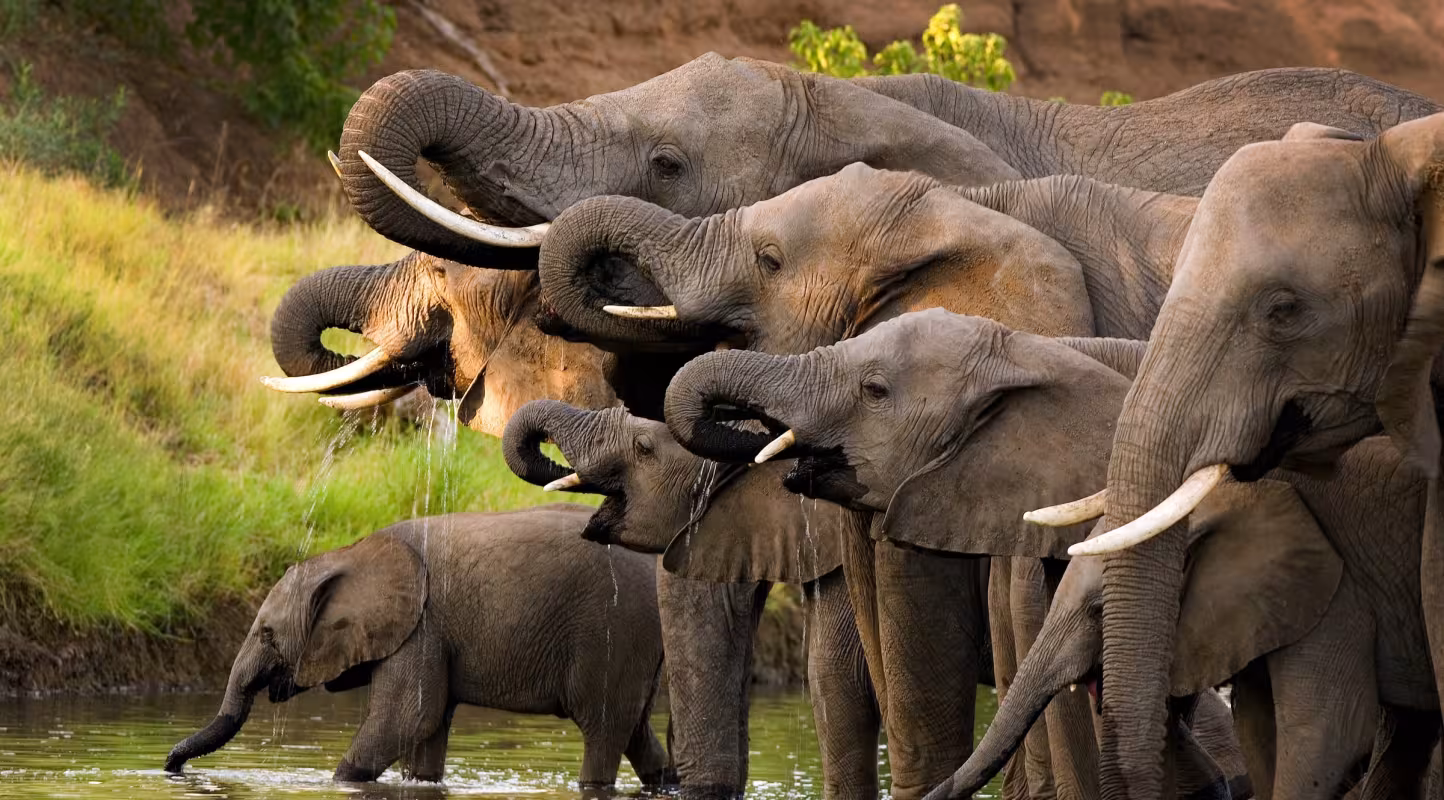 Un groupe d'éléphants d'Afrique s’abreuvent dans la réserve de Selous (Tanzanie)