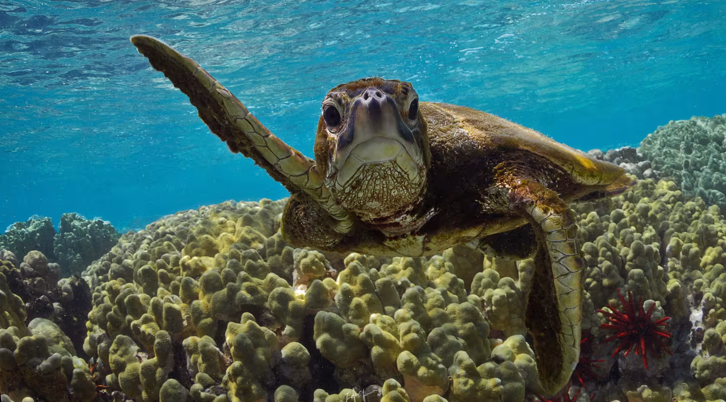 Tortue verte (Chelonia mydas)