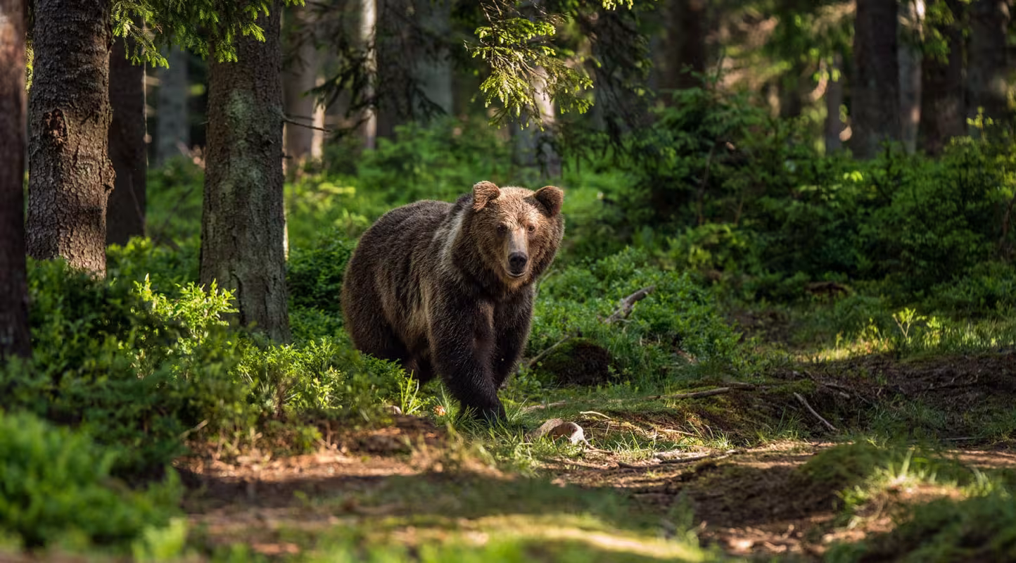 Ours abattu en Ariège : 20 associations déposent plainte et exigent son remplacement immédiat