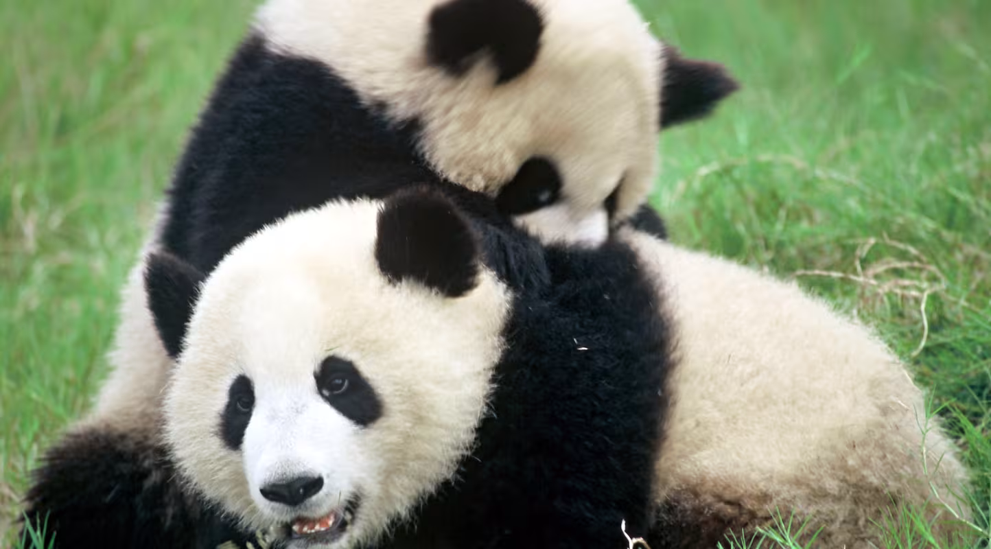 WWF partenaire du film Disneynature Nés En Chine : au cinéma le 23 août
