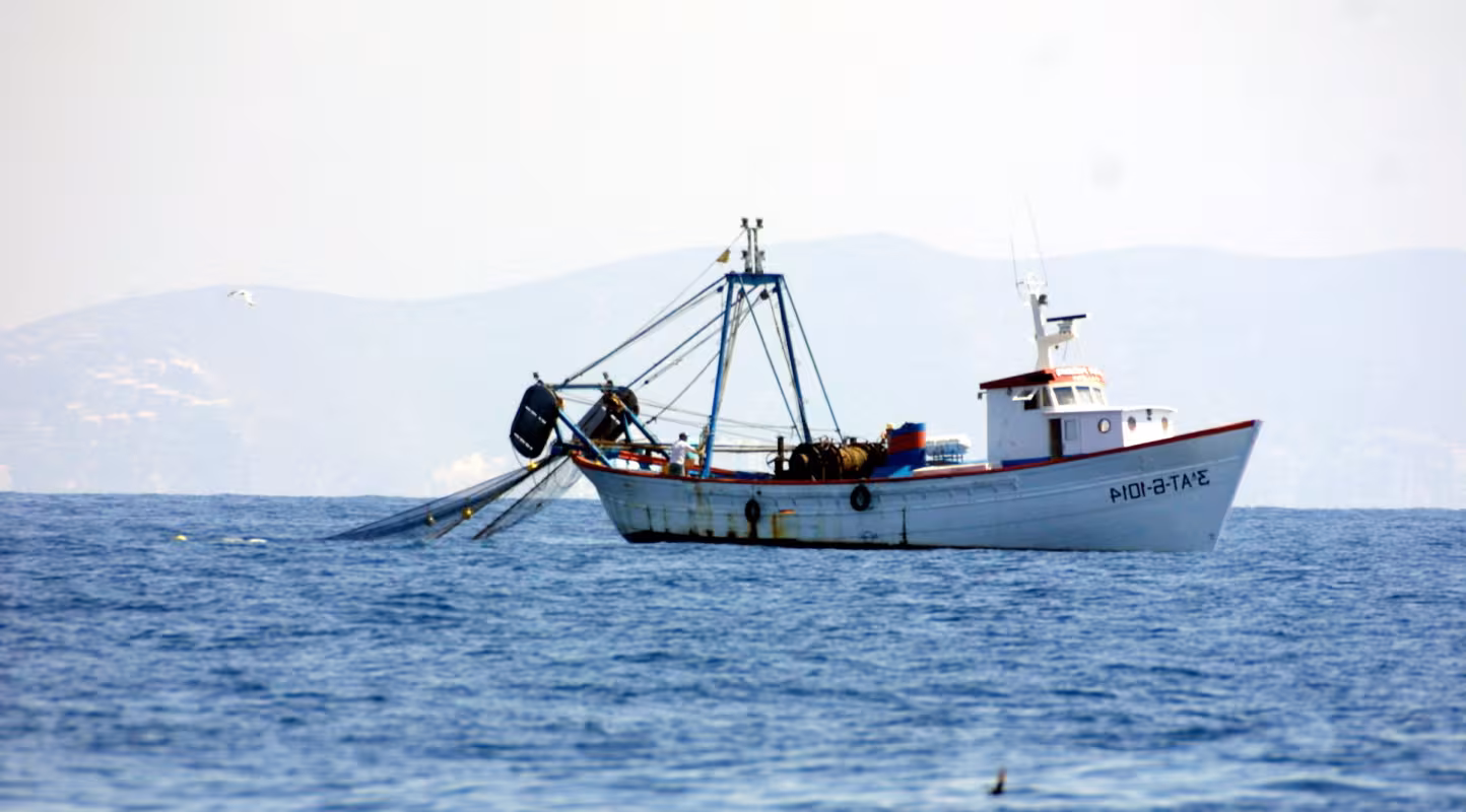 Importation par l’UE de crevettes sauvages tropicales et impact sur la survie des populations de tortues marines