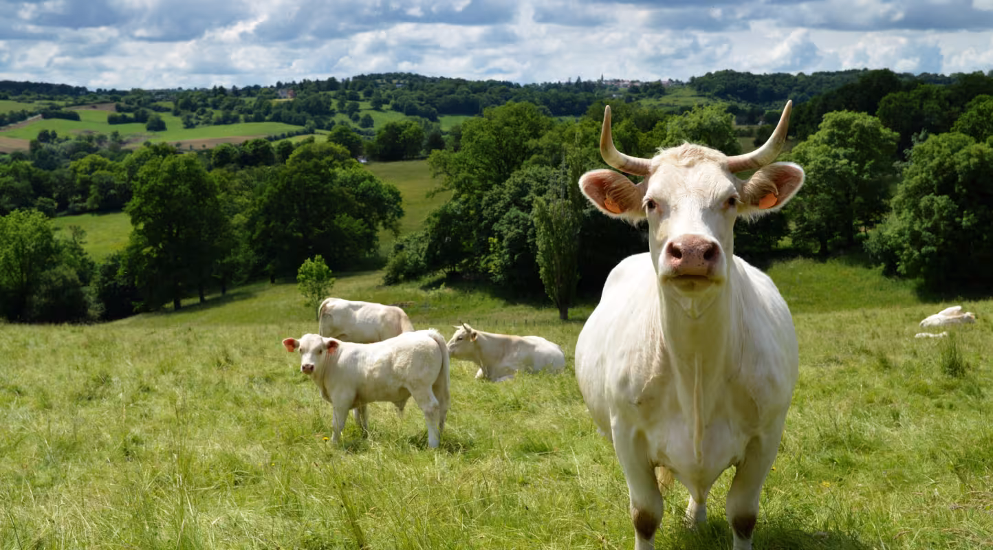 Protéger les Prairies pour un Avenir Agricole Durable