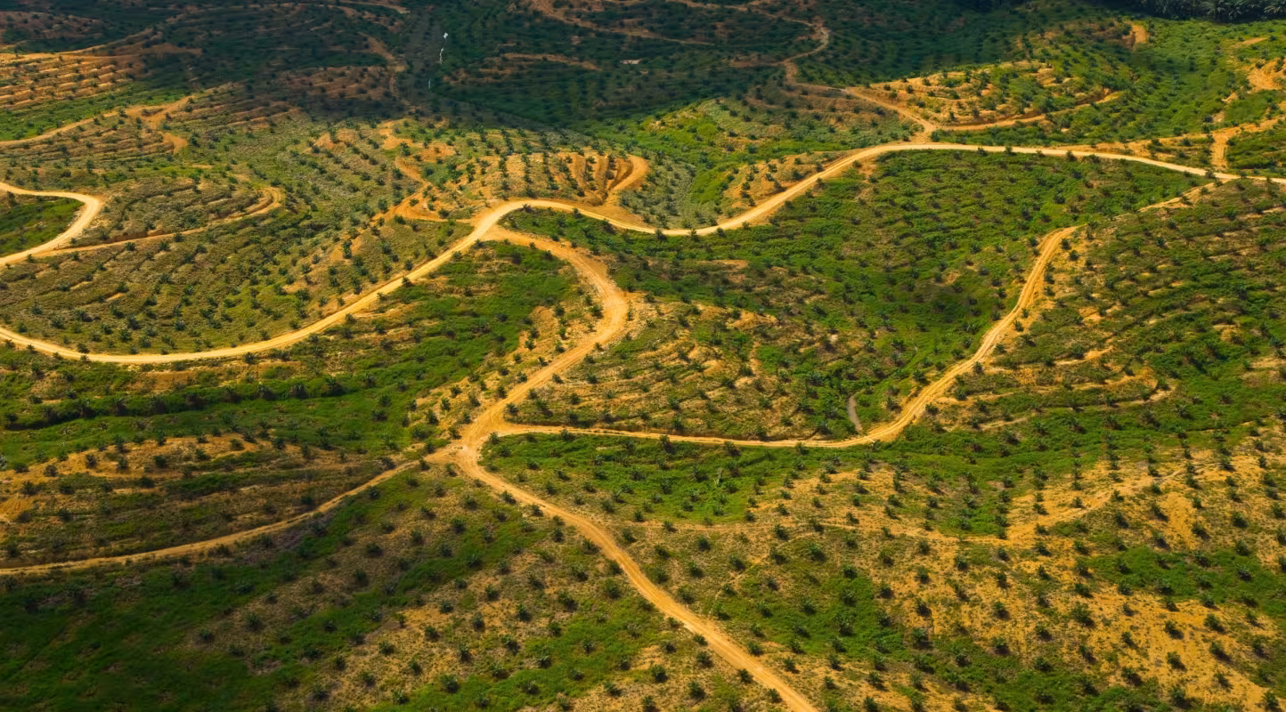 Les grandes entreprises tardent à respecter leurs engagements sur les matières premières agricoles durables