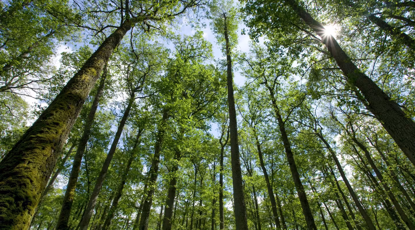 Lancement du fonds Nature Impact : une nouvelle manière de financer la protection de nos forêts 