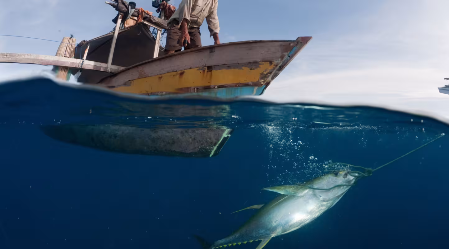 Le WWF rappelle l’urgence d’une réduction des captures de thon albacore dans l’Océan Indien