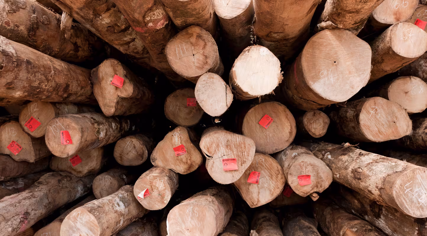 Le WWF interpelle les collectivités publiques sur leur responsabilité dans la lutte contre le commerce du bois illégal en France