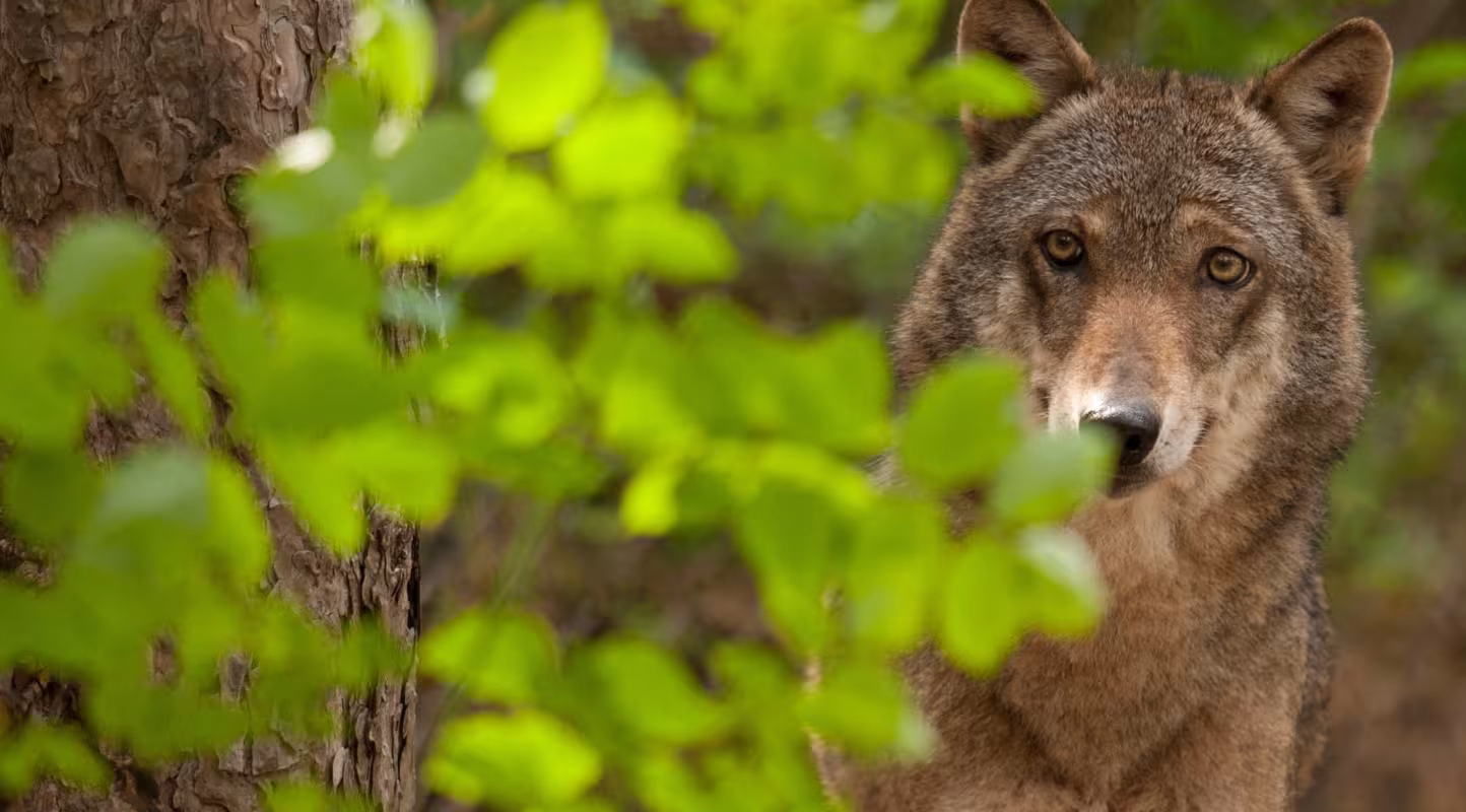 Changement de gouvernement mais pas de méthode : La France tue de plus en plus de loups au lieu d’organiser la cohabitation