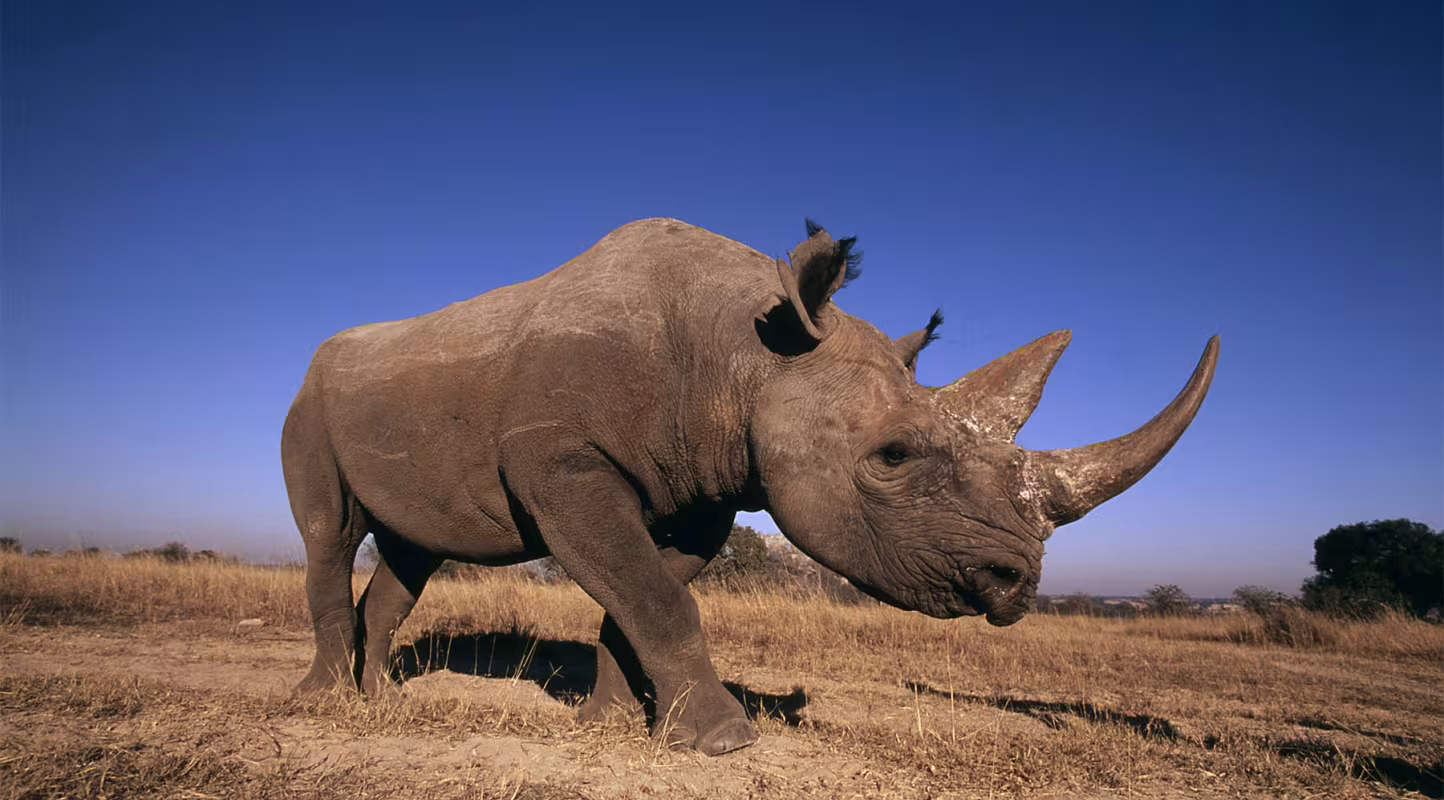 Afrique : le braconnage des rhinocéros en hausse
